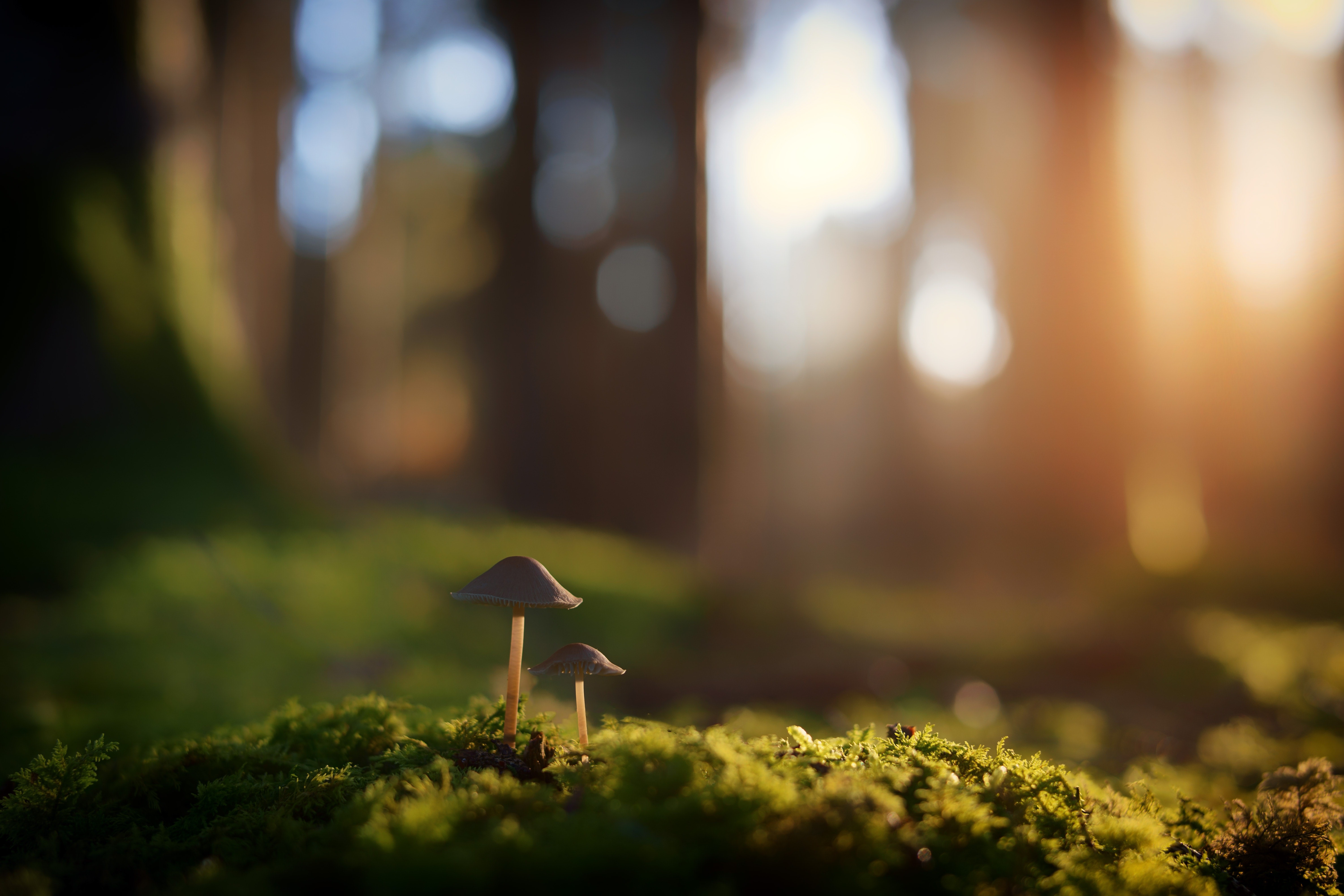nature, grass, plants, mushroom, macro, photography, depth of field, HD Wallpaper