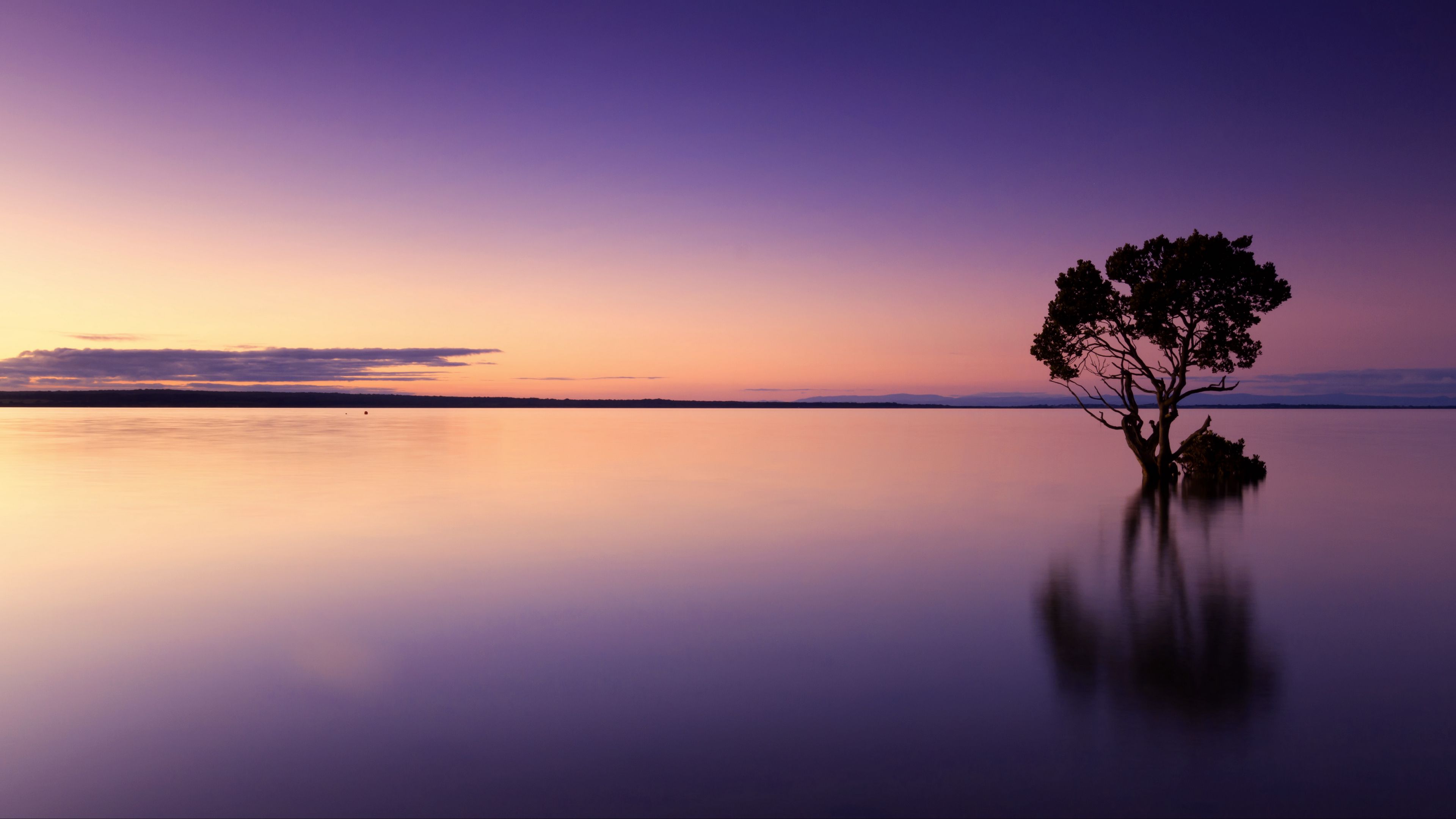 sunset, tree, lake, sky, water, evening, purple, 4k, HD Wallpaper