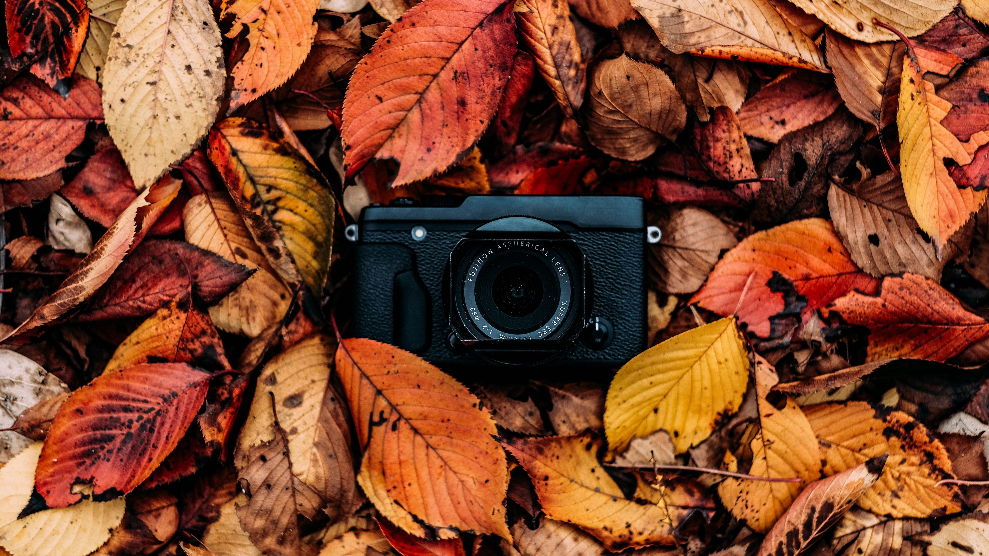 camera, foliage, autumn, leaves, 4k, HD Wallpaper