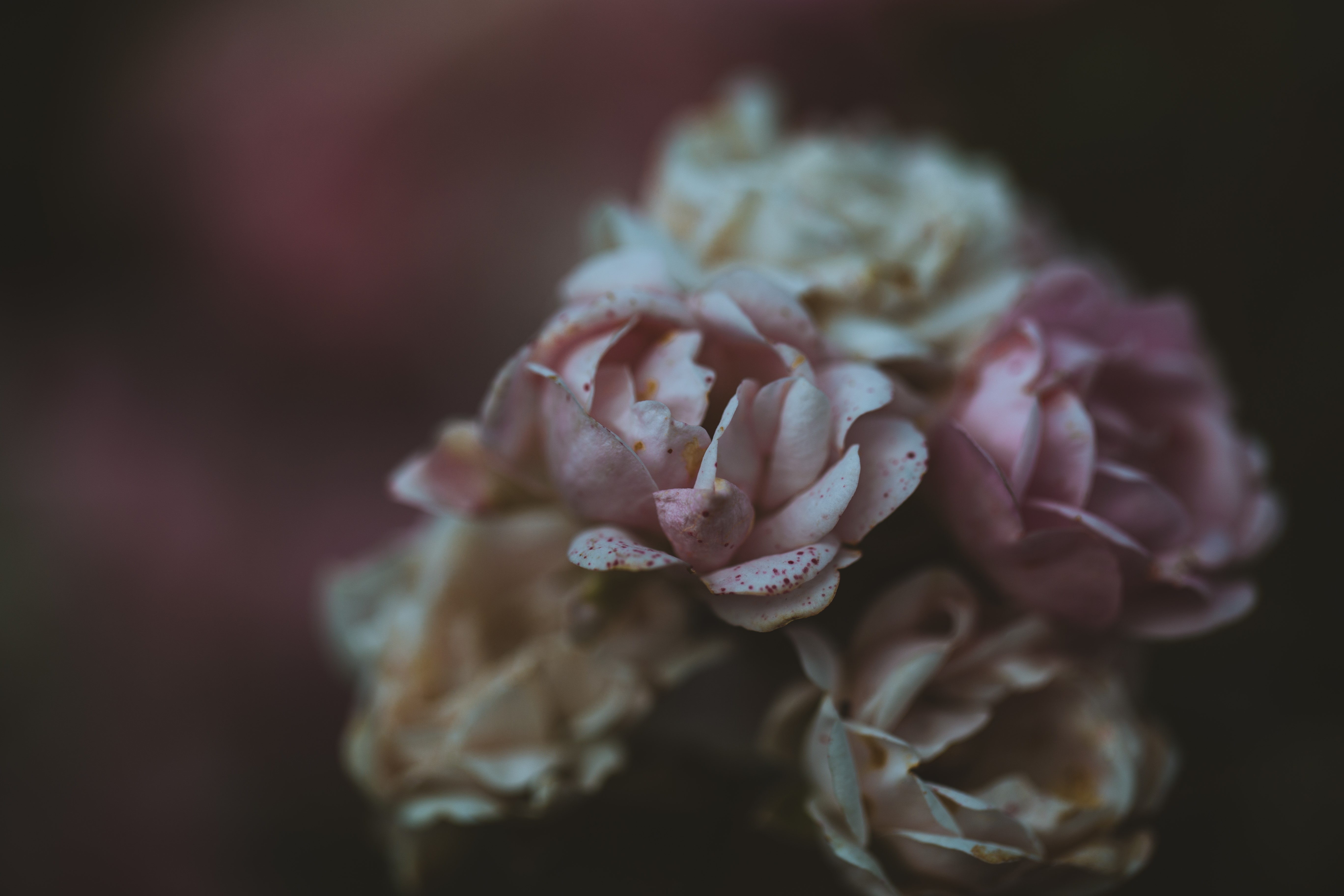 nature, plants, rose, bokeh, HD Wallpaper