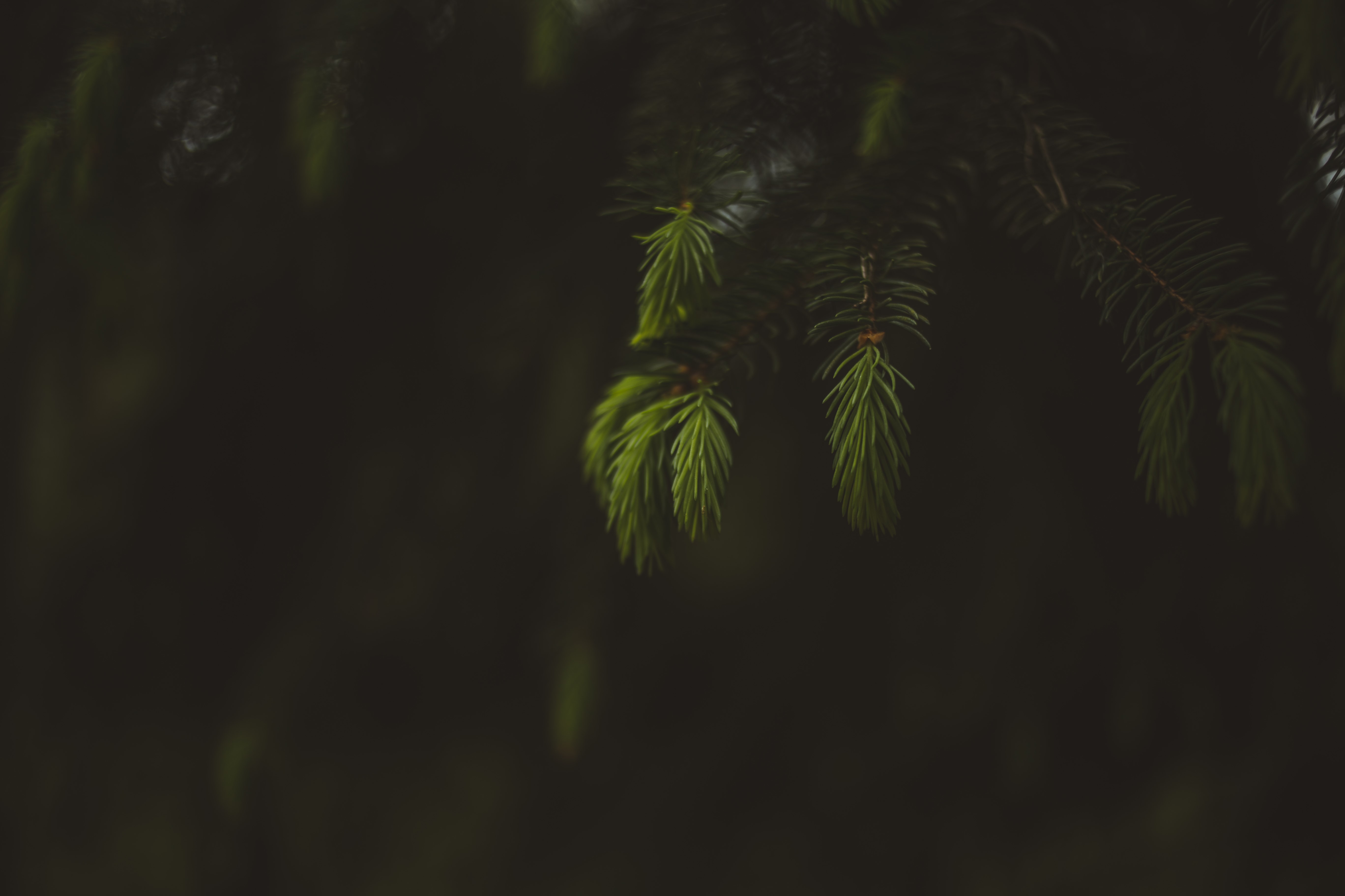 nature, macro, green, bokeh, plants, HD Wallpaper