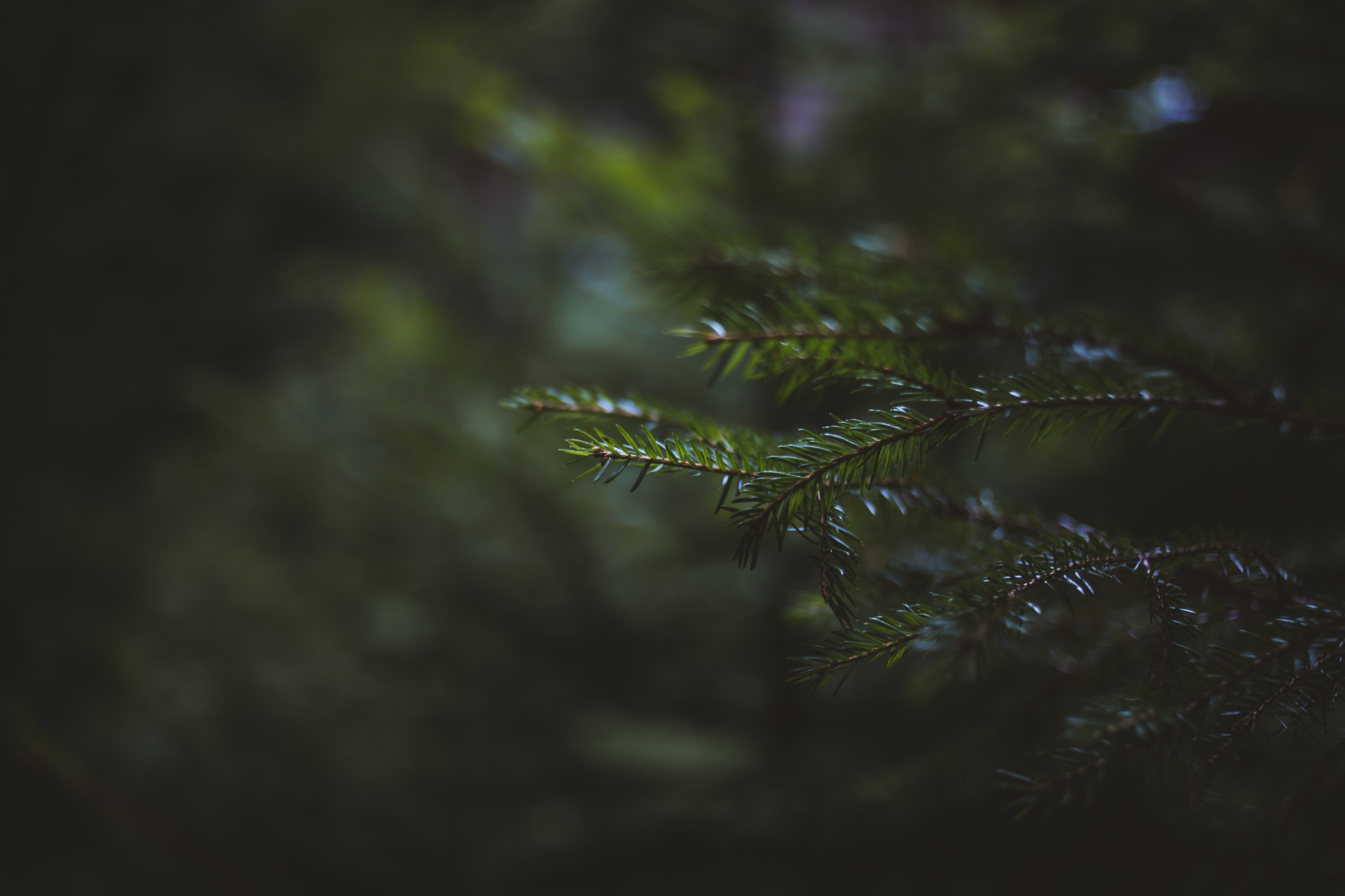 nature, macro, bokeh, green, HD Wallpaper