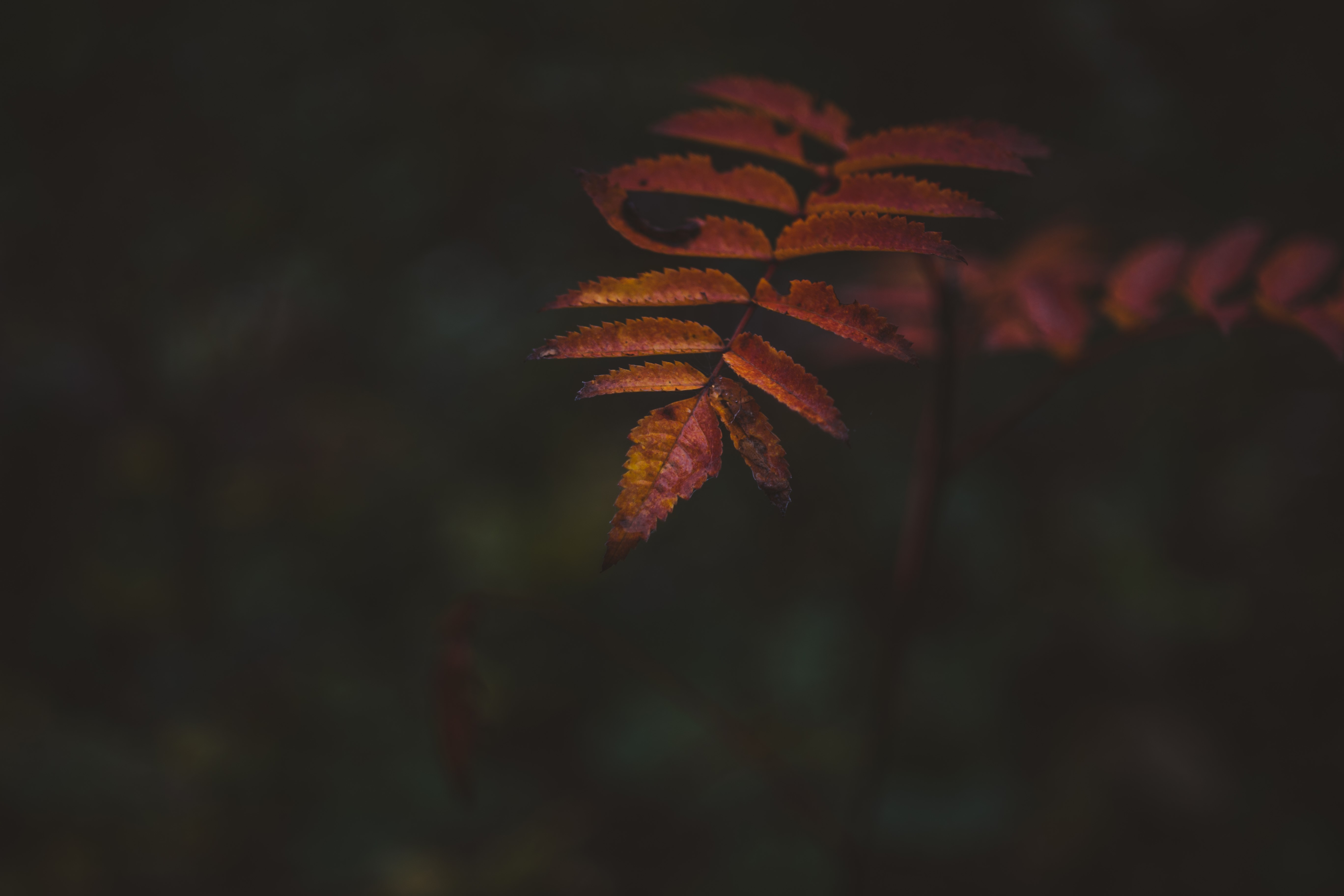 nature, macro, bokeh, plants, HD Wallpaper