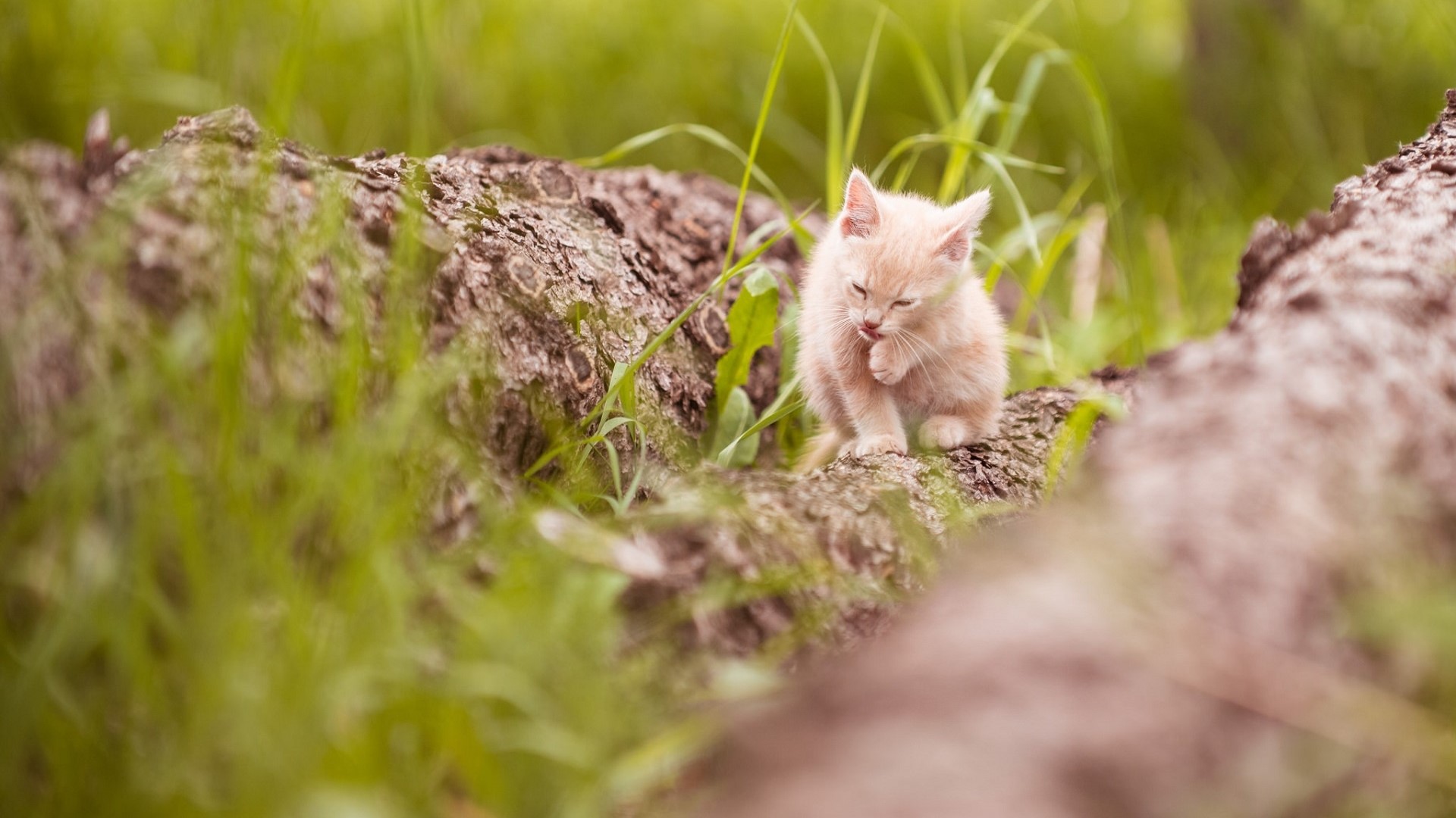 animals, cats, pet, kittens, baby animals, nature, landscape, tree bark, grass, depth of field, HD Wallpaper