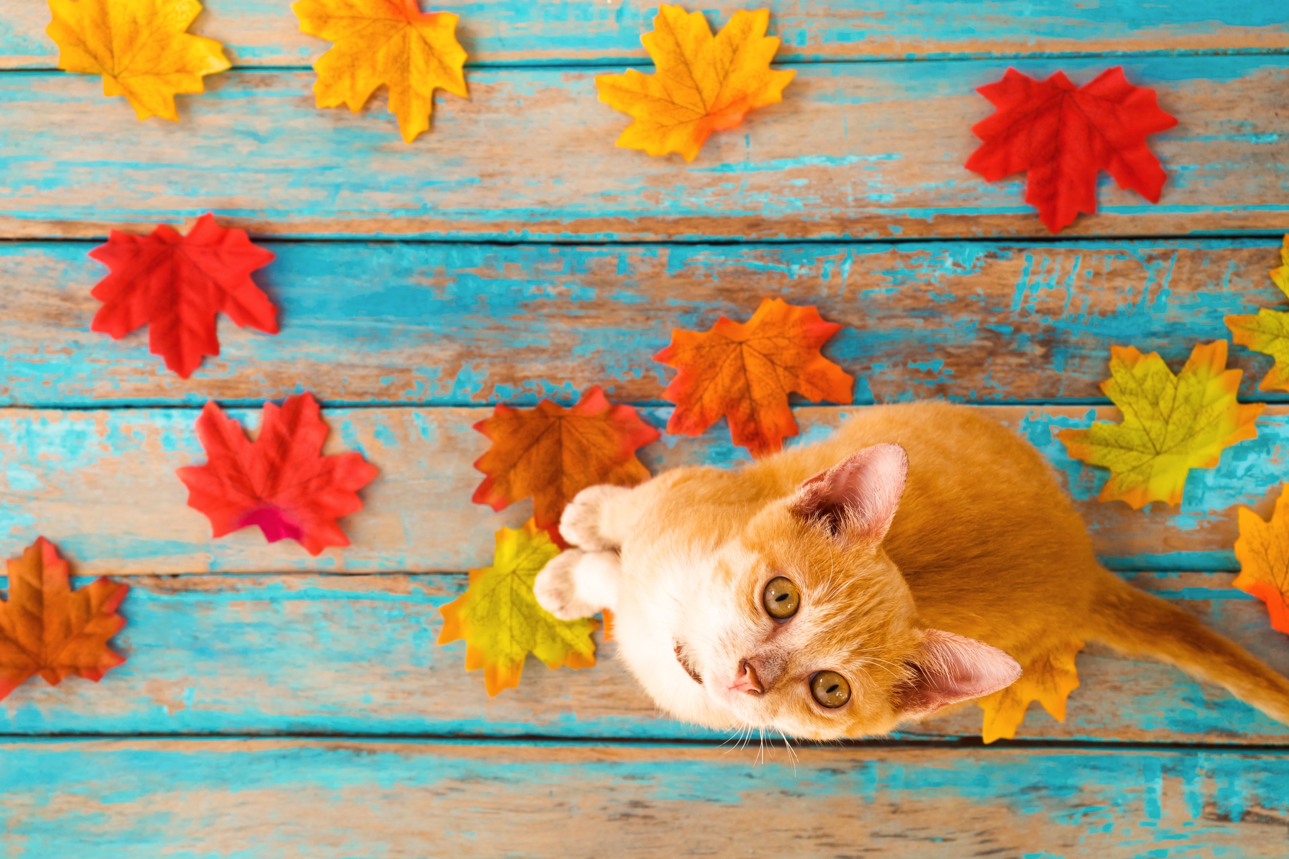 animals, cats, pet, top view, fallen leaves, wooden surface, leaves, colorful, wood planks, HD Wallpaper