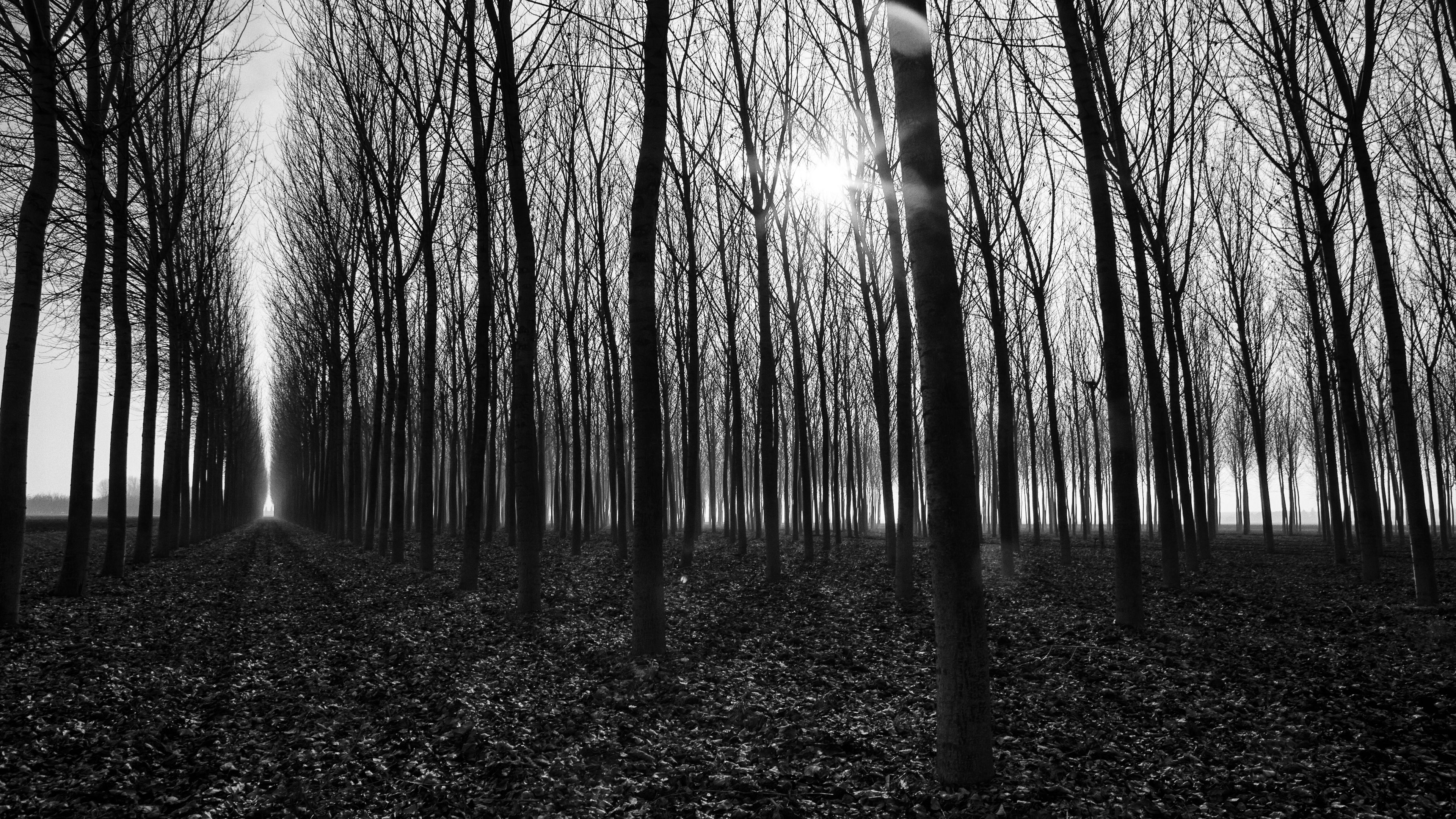 trees, path, bw, gloomy, autumn, 4k, HD Wallpaper