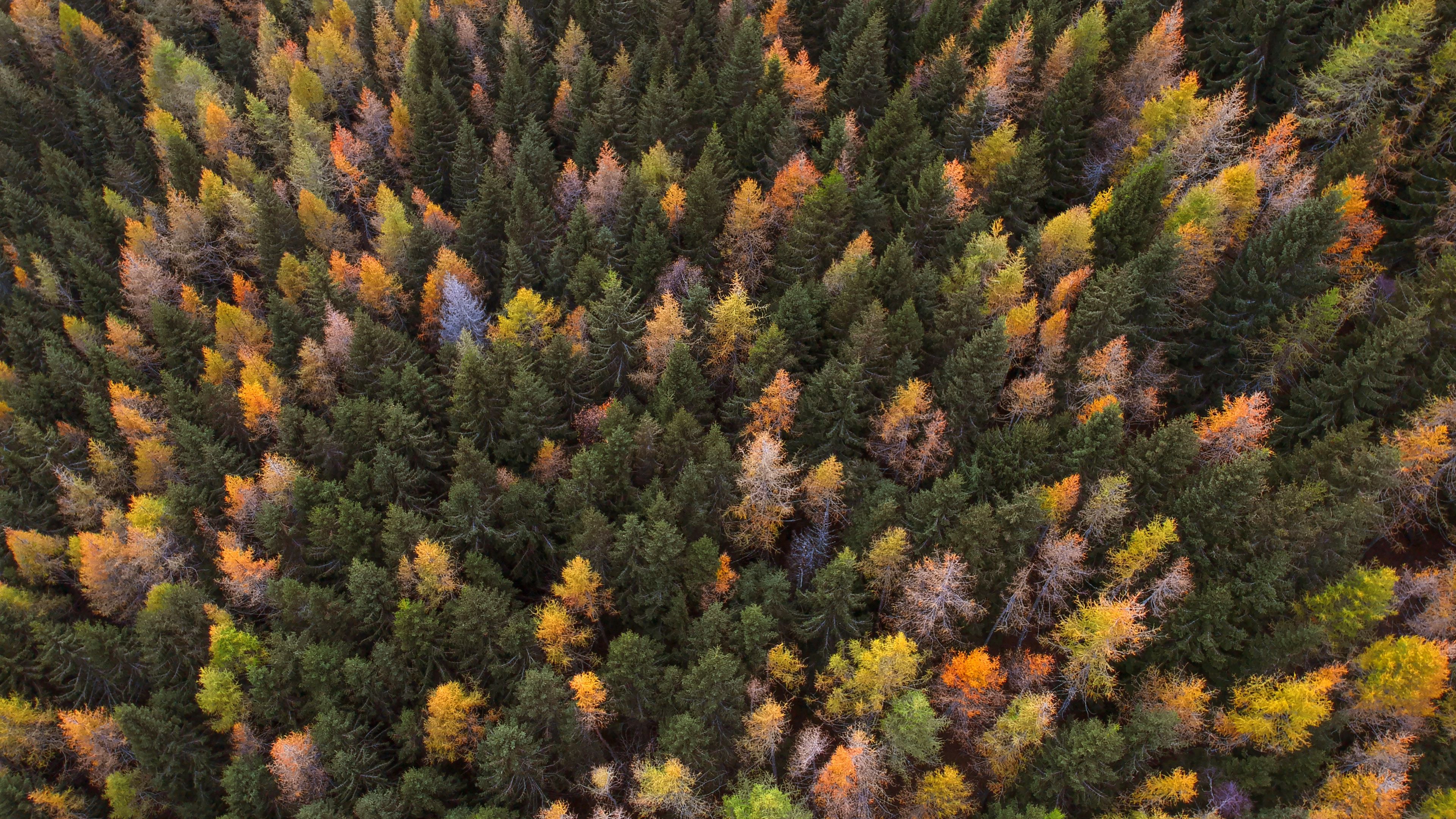 autumn, trees, aerial view, paint autumn, forest, 4k, HD Wallpaper