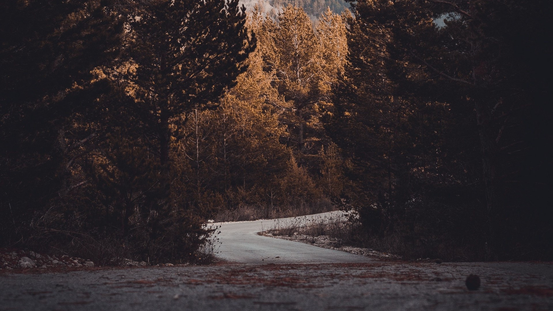 landscape, nature, trees, road, leaves, fall, HD Wallpaper