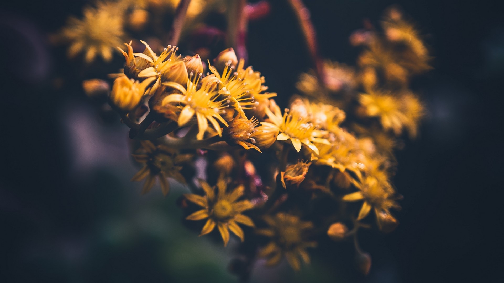 nature, flowers, sunflowers, photography, macro, HD Wallpaper