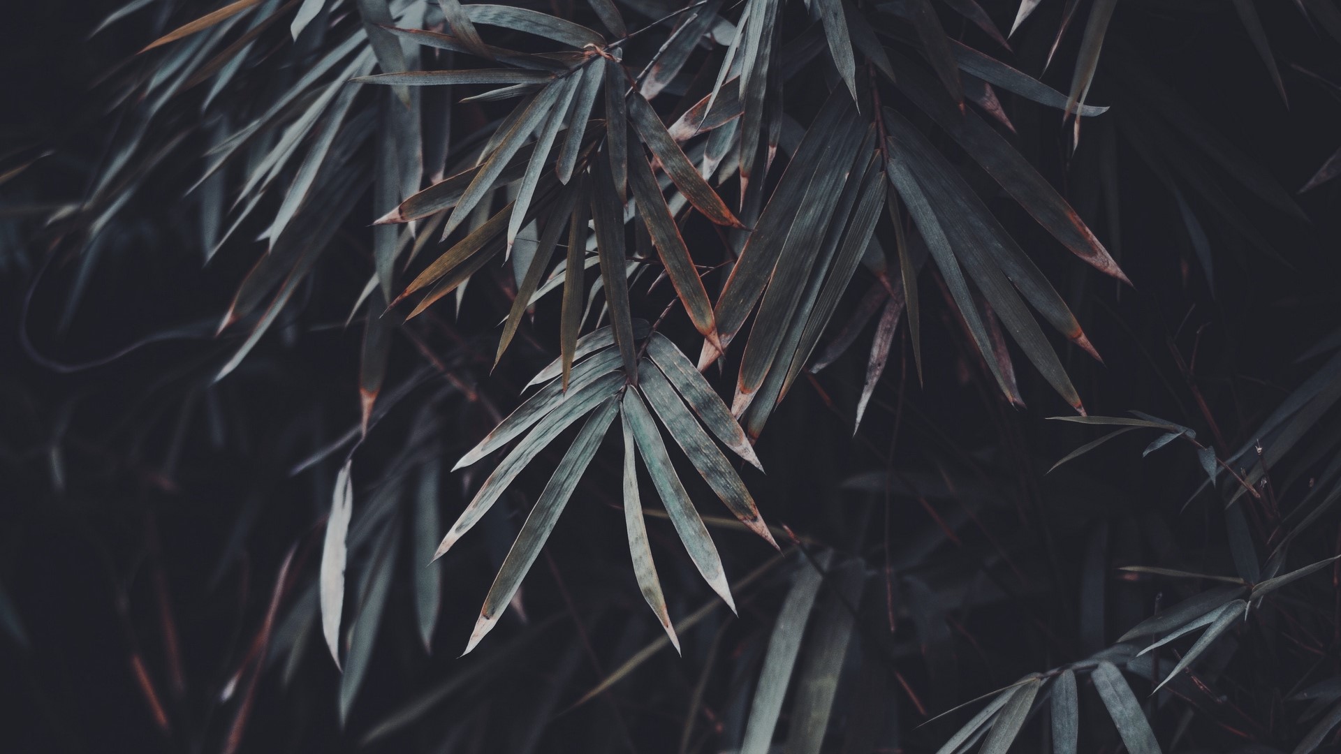 nature, leaves, plants, photography, HD Wallpaper