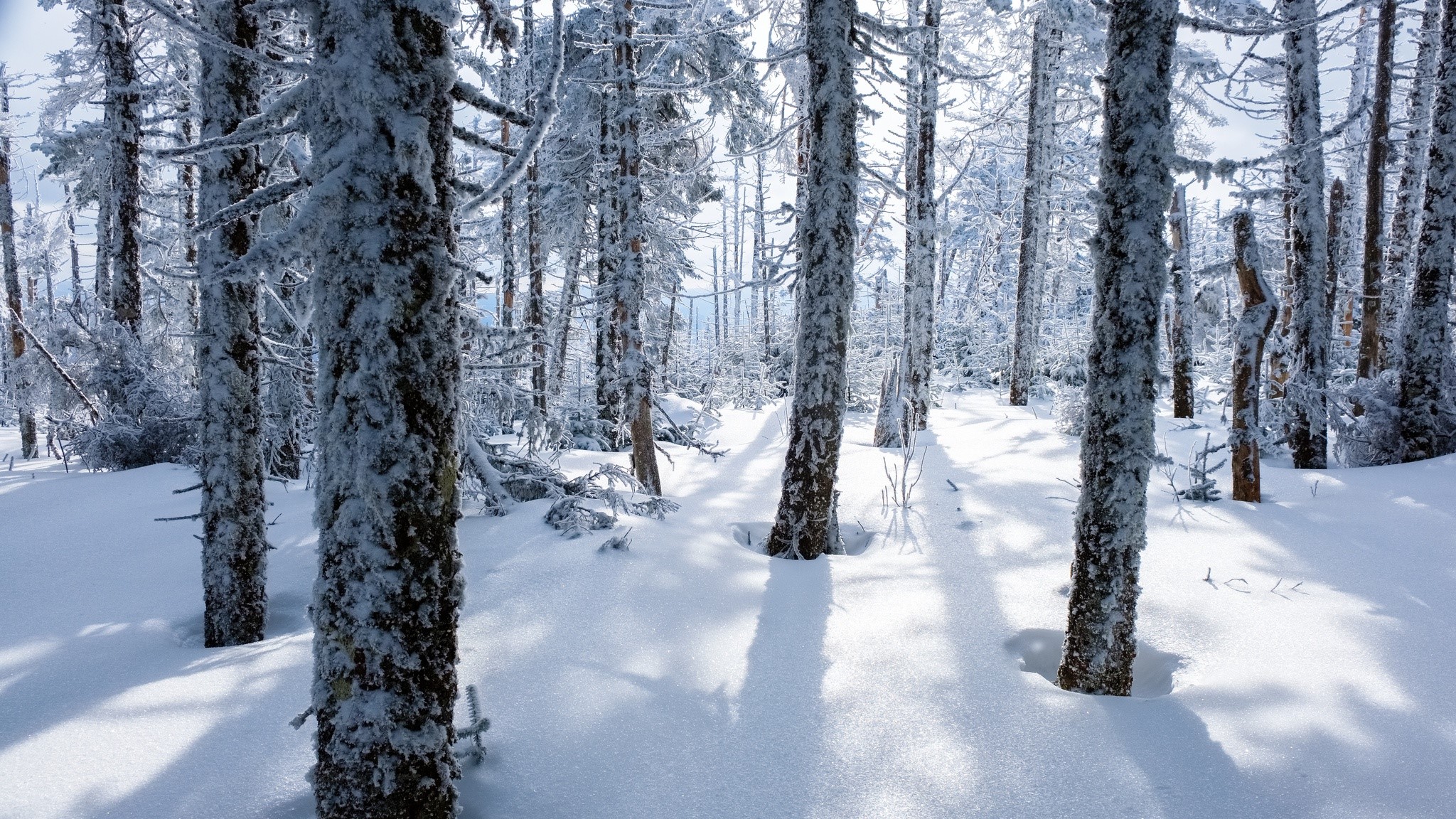 trees, forest, nature, winter, snow, HD Wallpaper