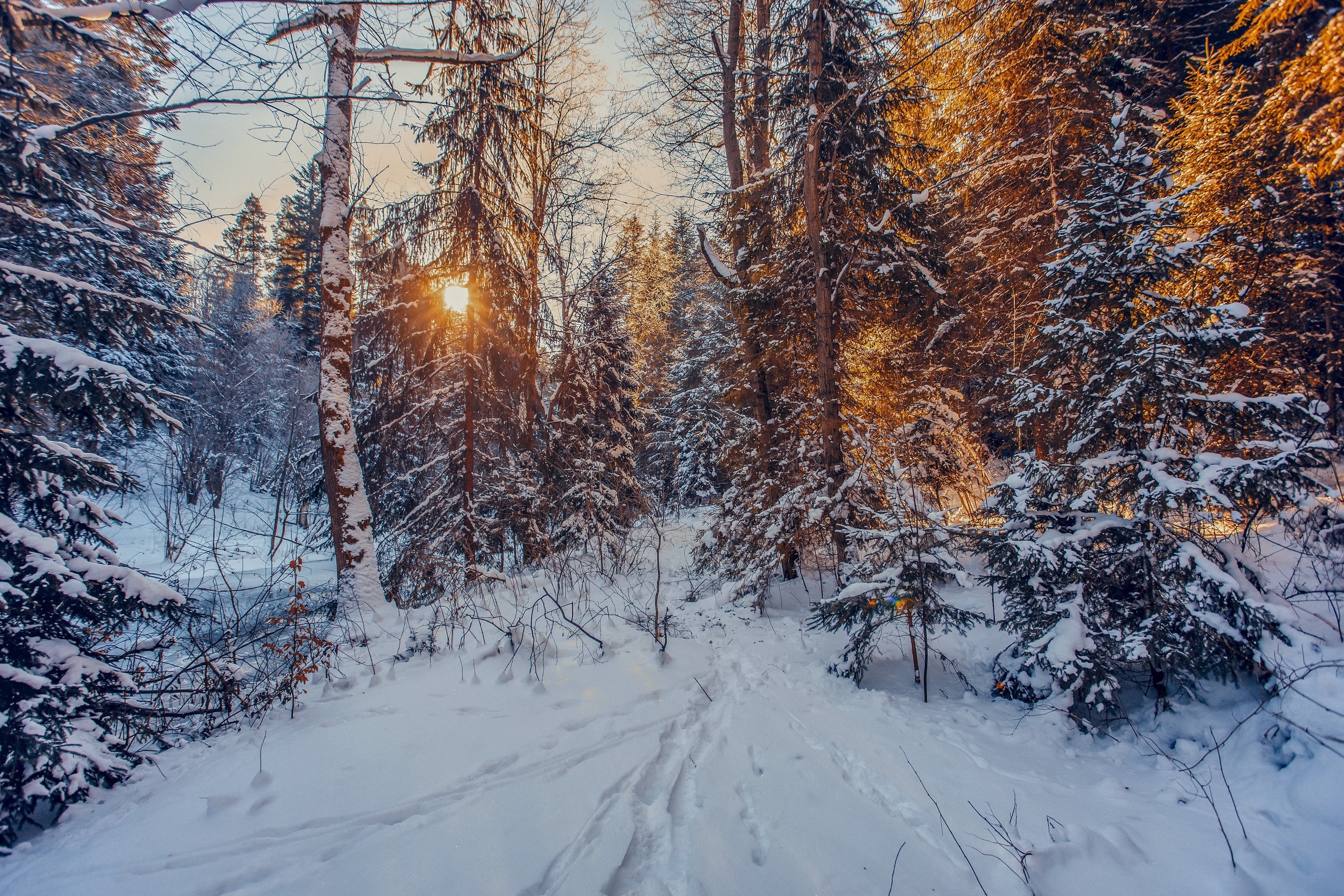 snow, winter, Sun, nature, trees, HD Wallpaper