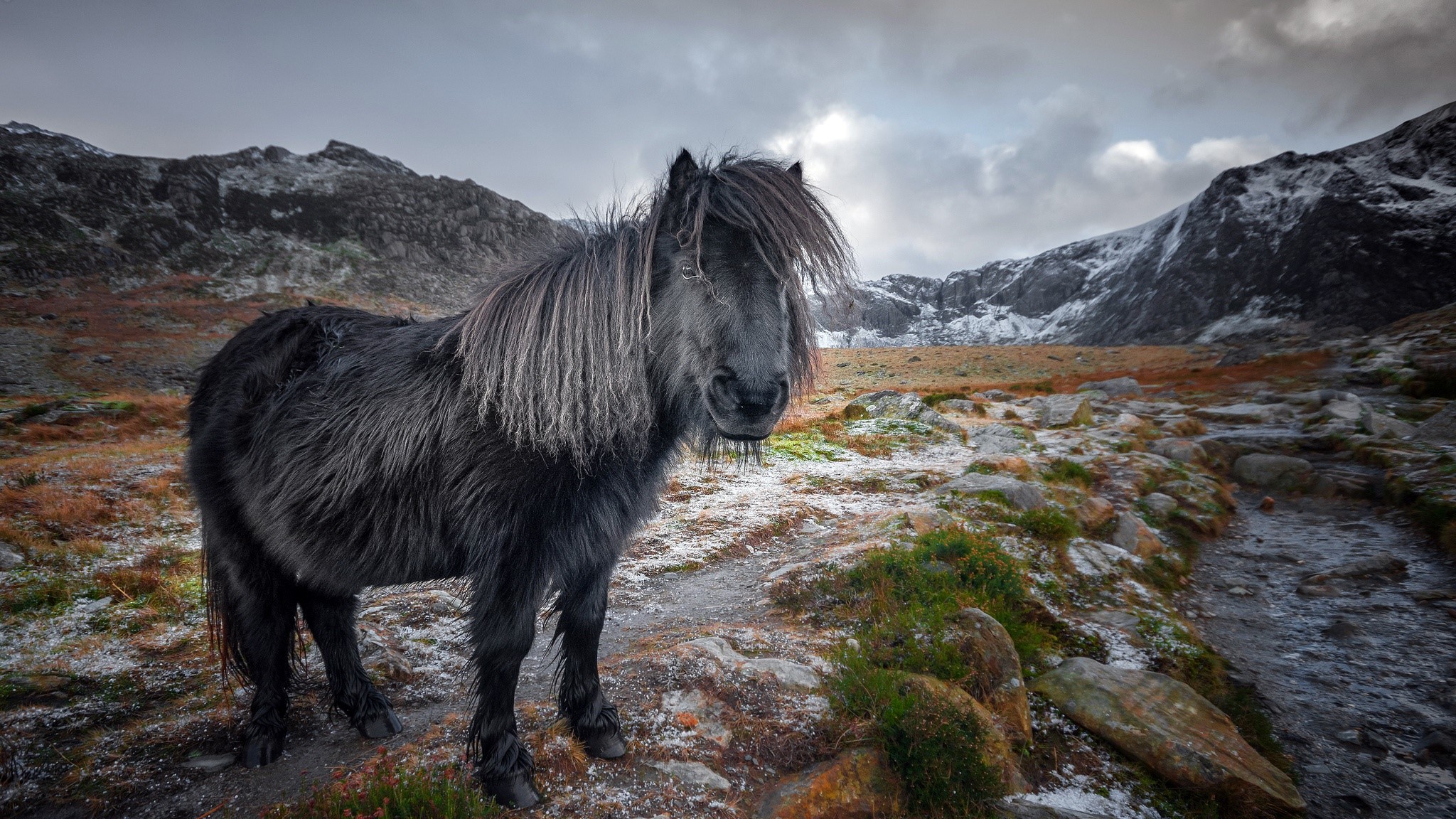 nature, horse, animals, mammals, HD Wallpaper