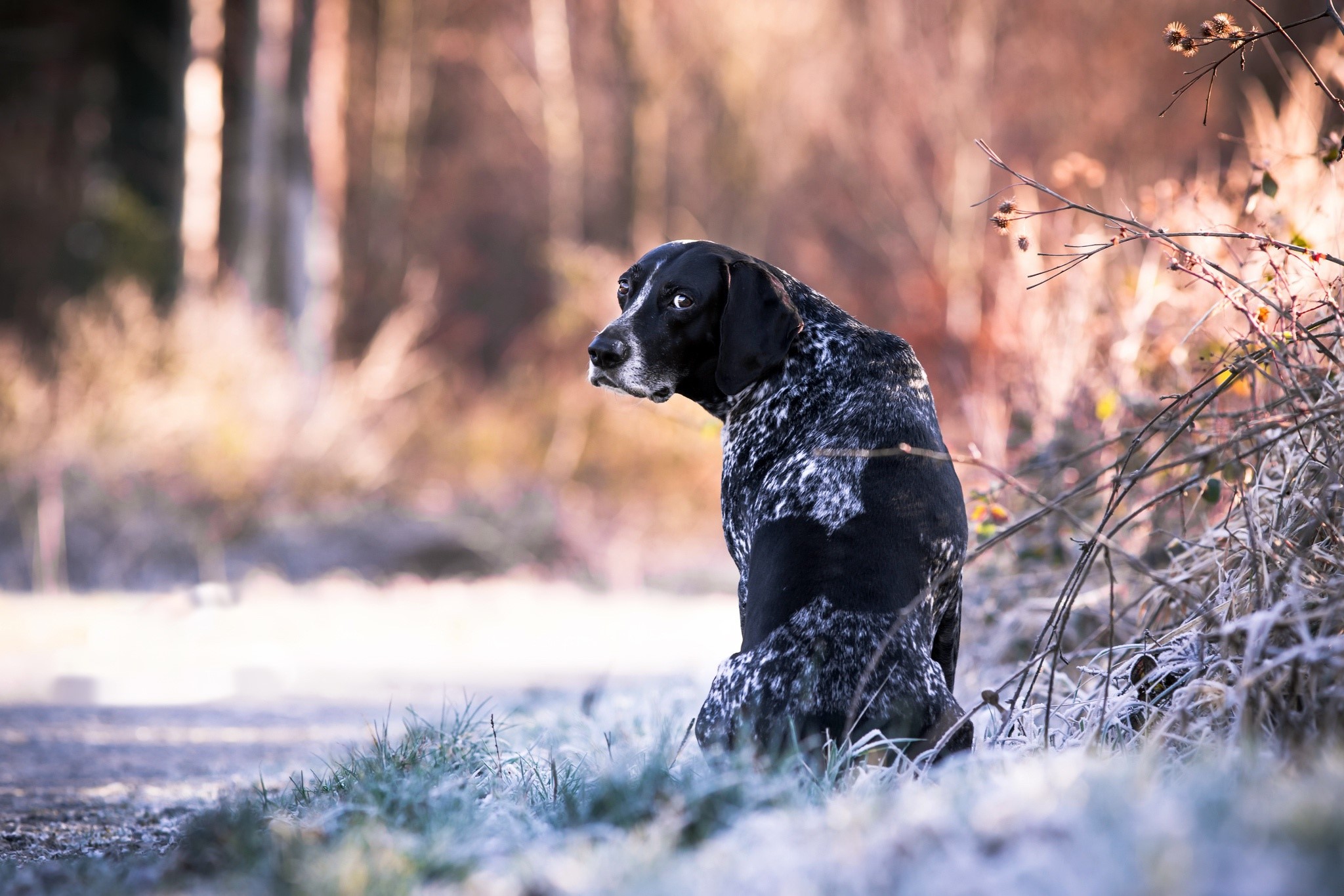 dog, nature, animals, HD Wallpaper