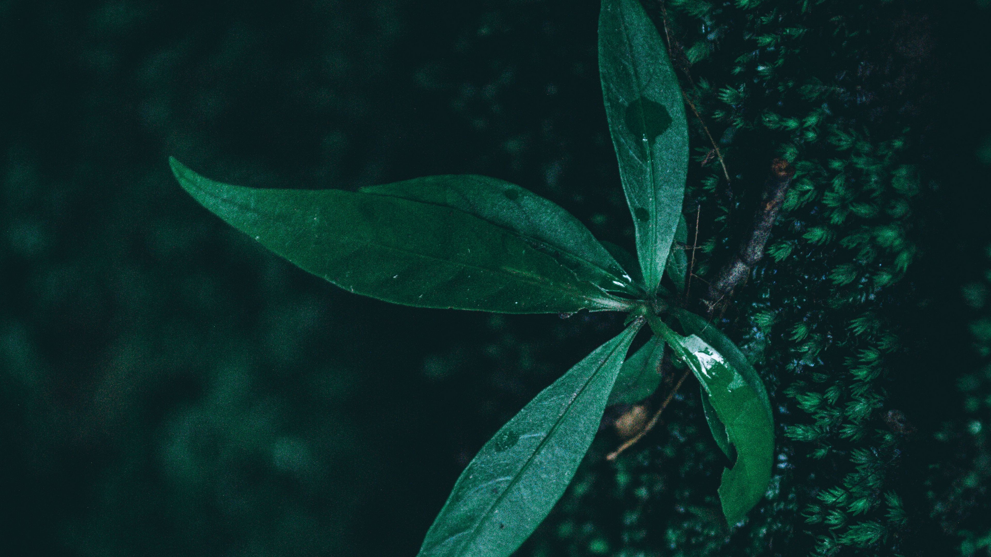 leaf, plant, drops, moisture, green, macro, 4k, HD Wallpaper