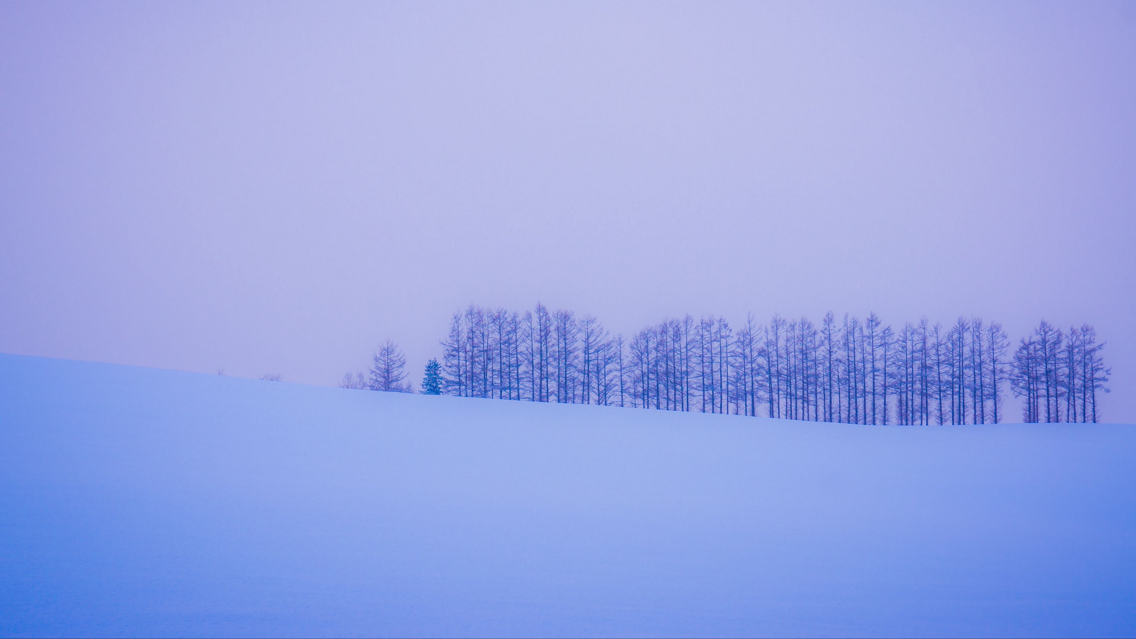 trees, snow, winter, minimalism, horizon, 4k, HD Wallpaper