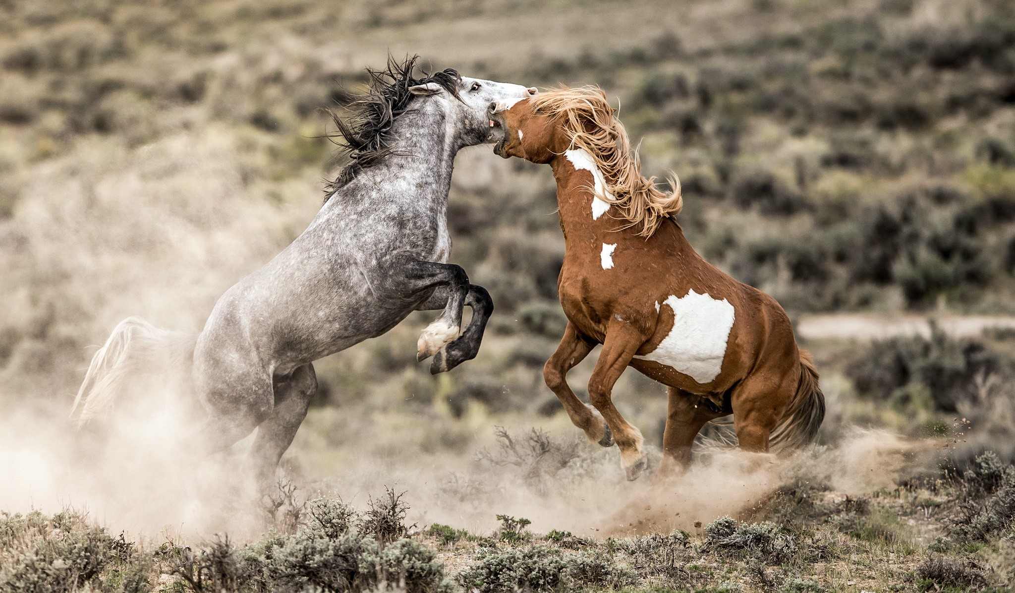 animals, horse, nature, HD Wallpaper