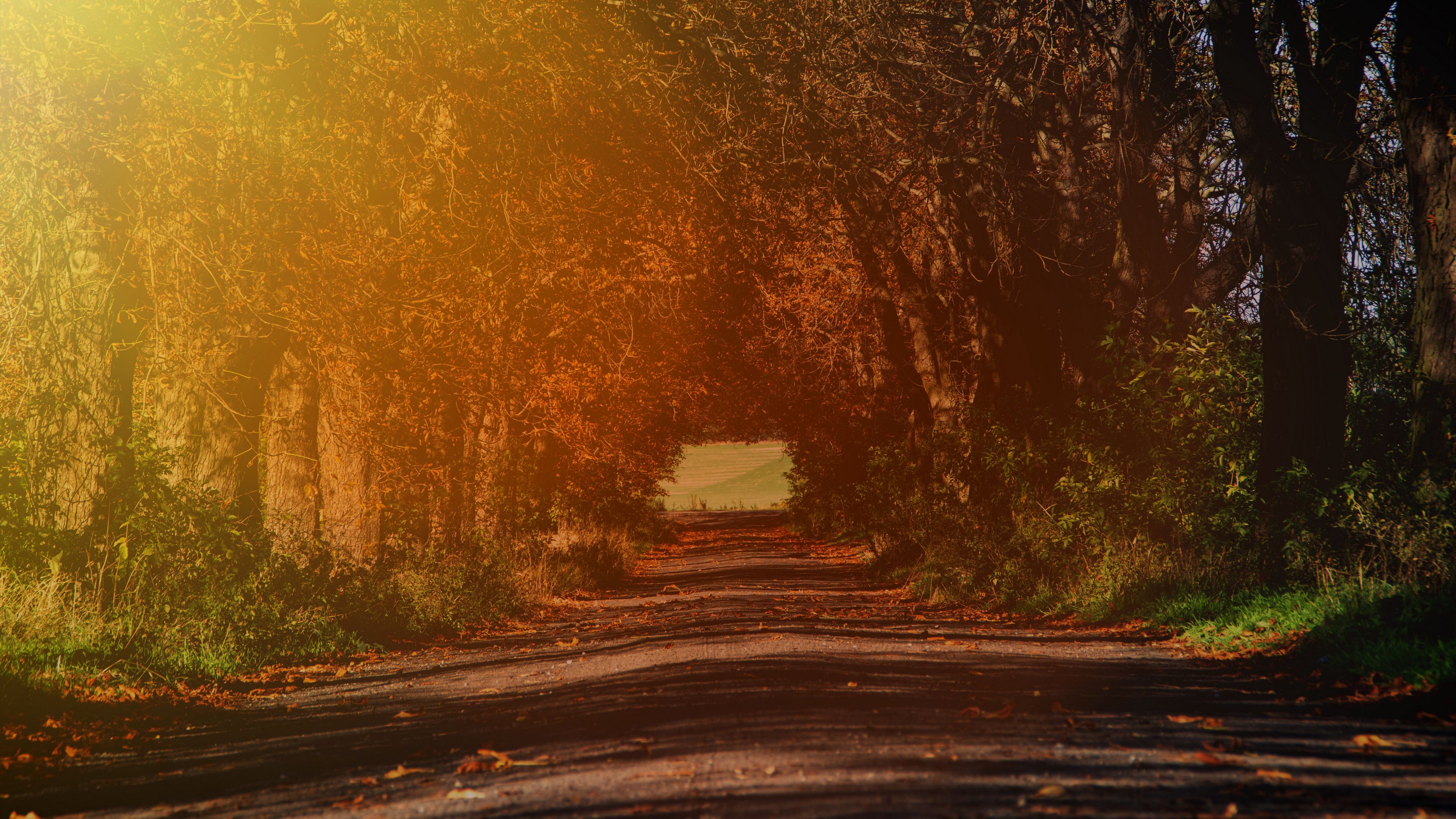 road, branches, autumn, sunlight, trees, 4k, HD Wallpaper