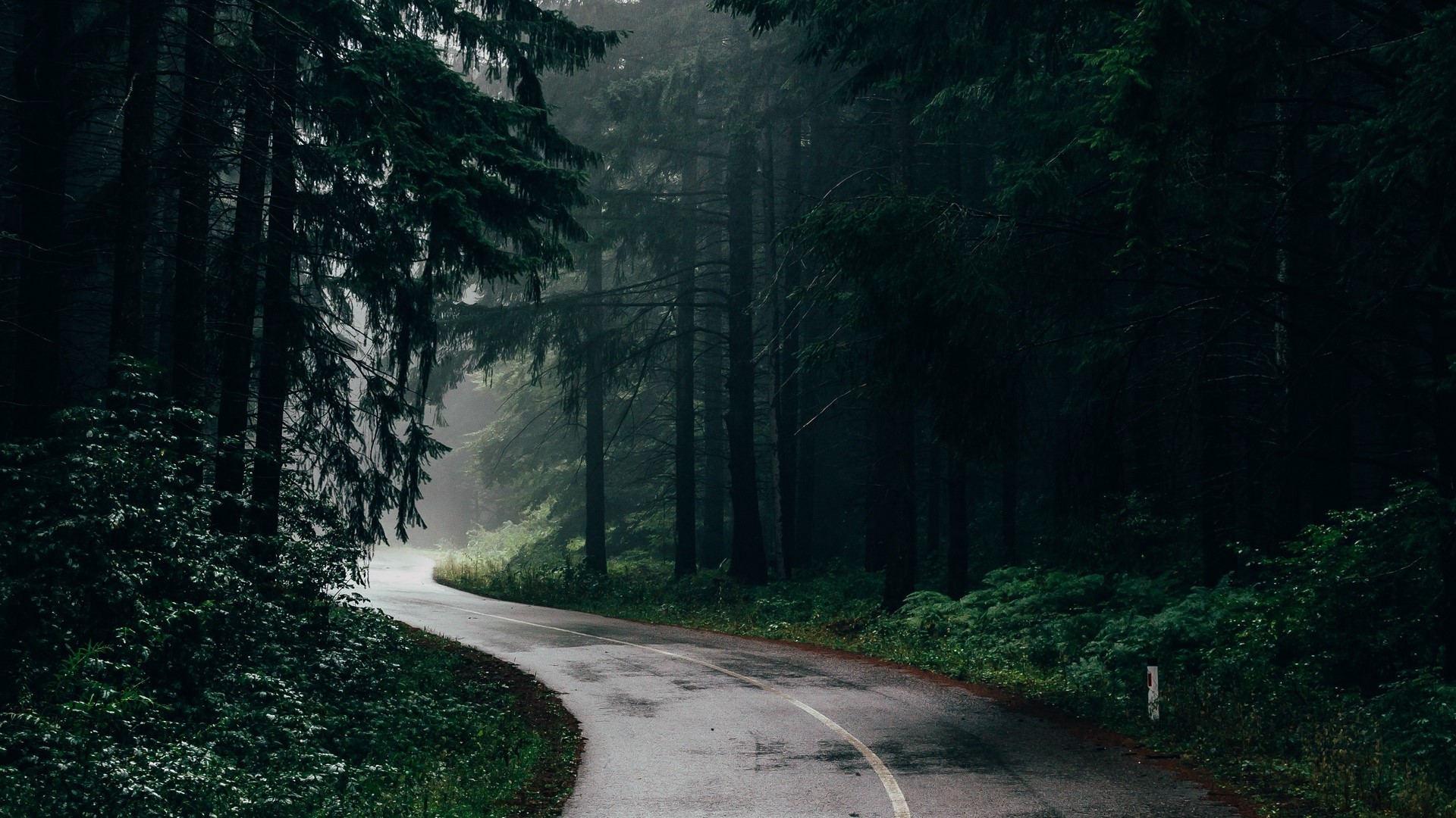 road, trees, plants, outdoors, forest, asphalt, HD Wallpaper