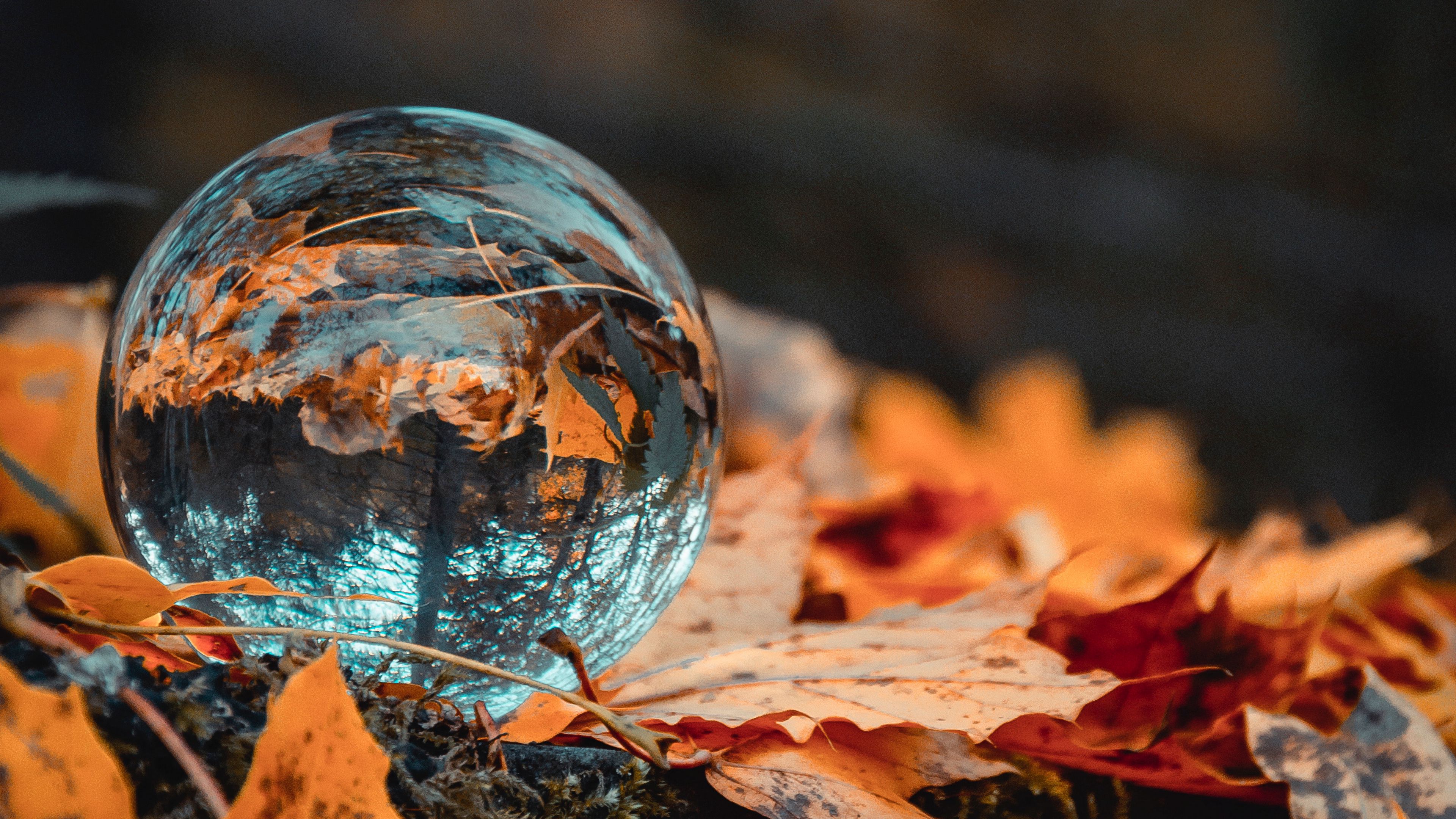 ball, glass, autumn, foliage, reflection, 4k, HD Wallpaper