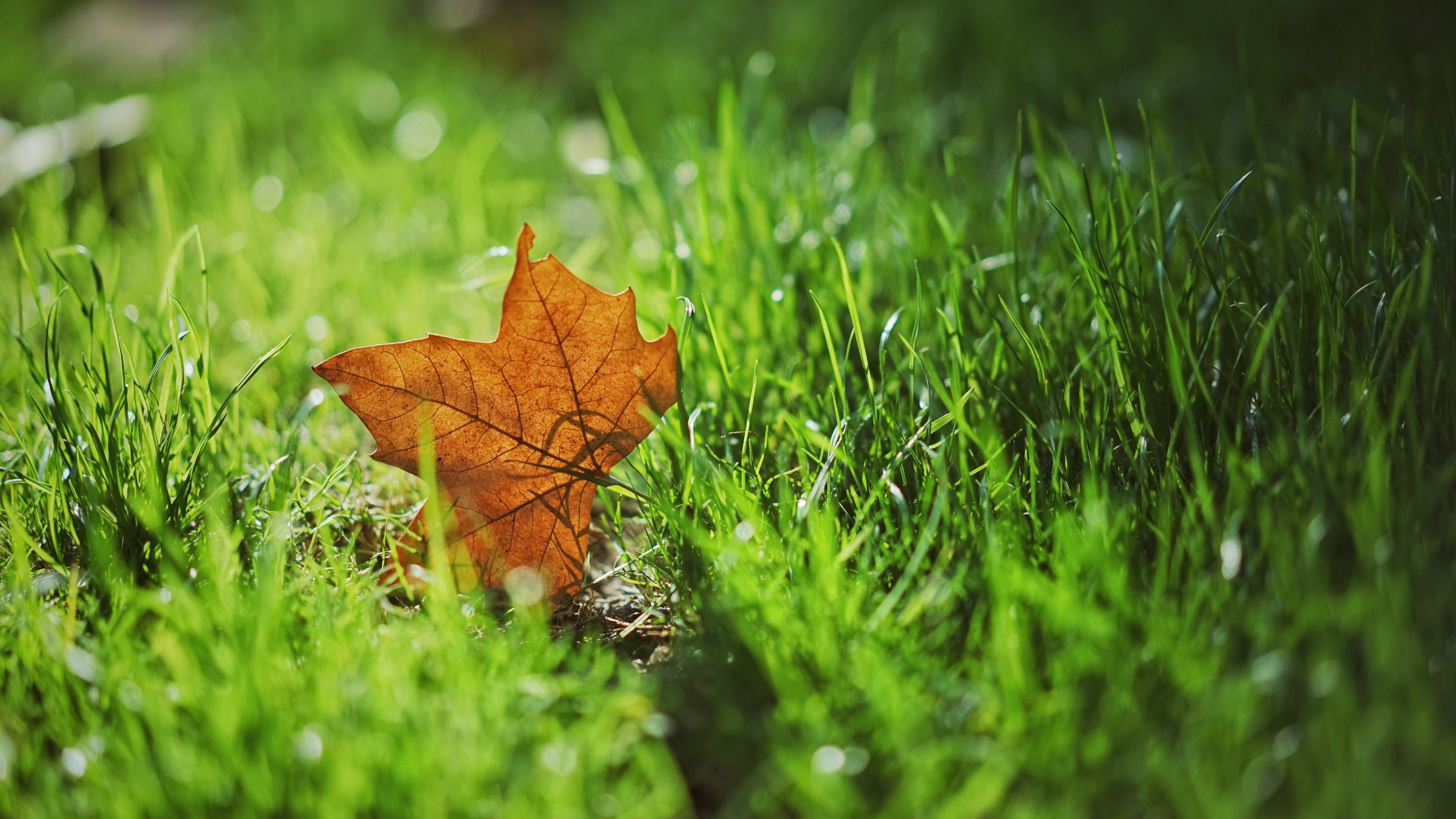 leaf, autumn, maple, grass, blur, 4k, HD Wallpaper