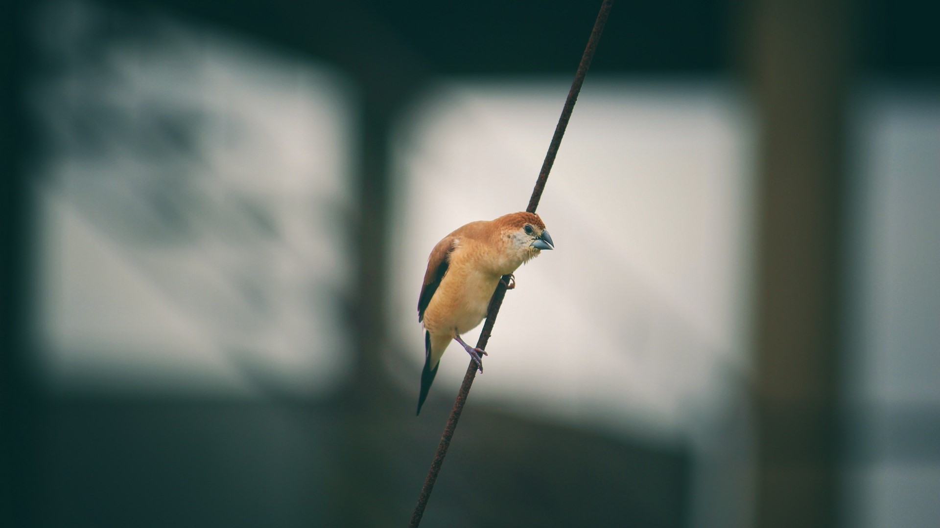 photography, birds, branch, macro, HD Wallpaper