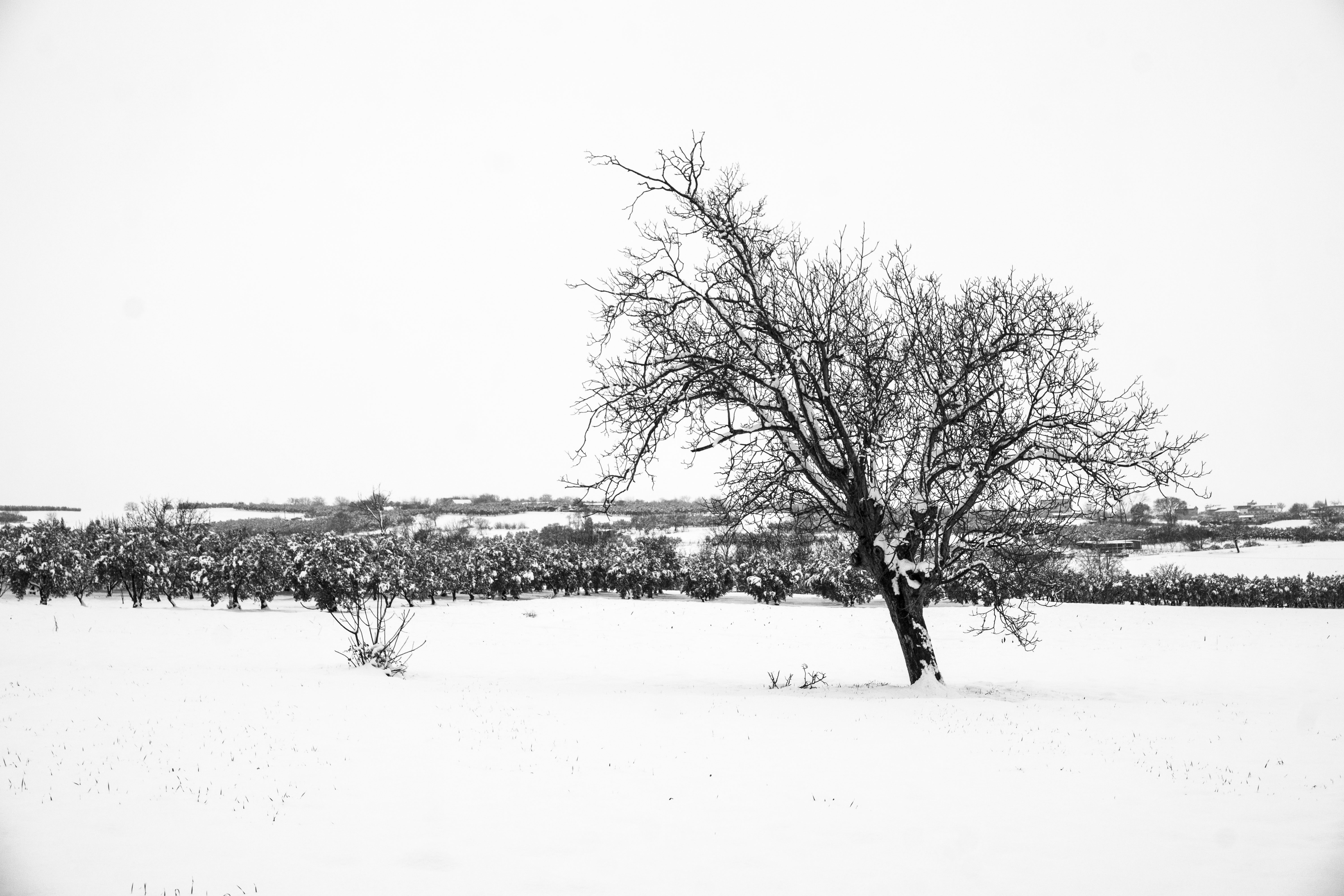 monochrome, minimalism, winter, white, black, landscape, HD Wallpaper
