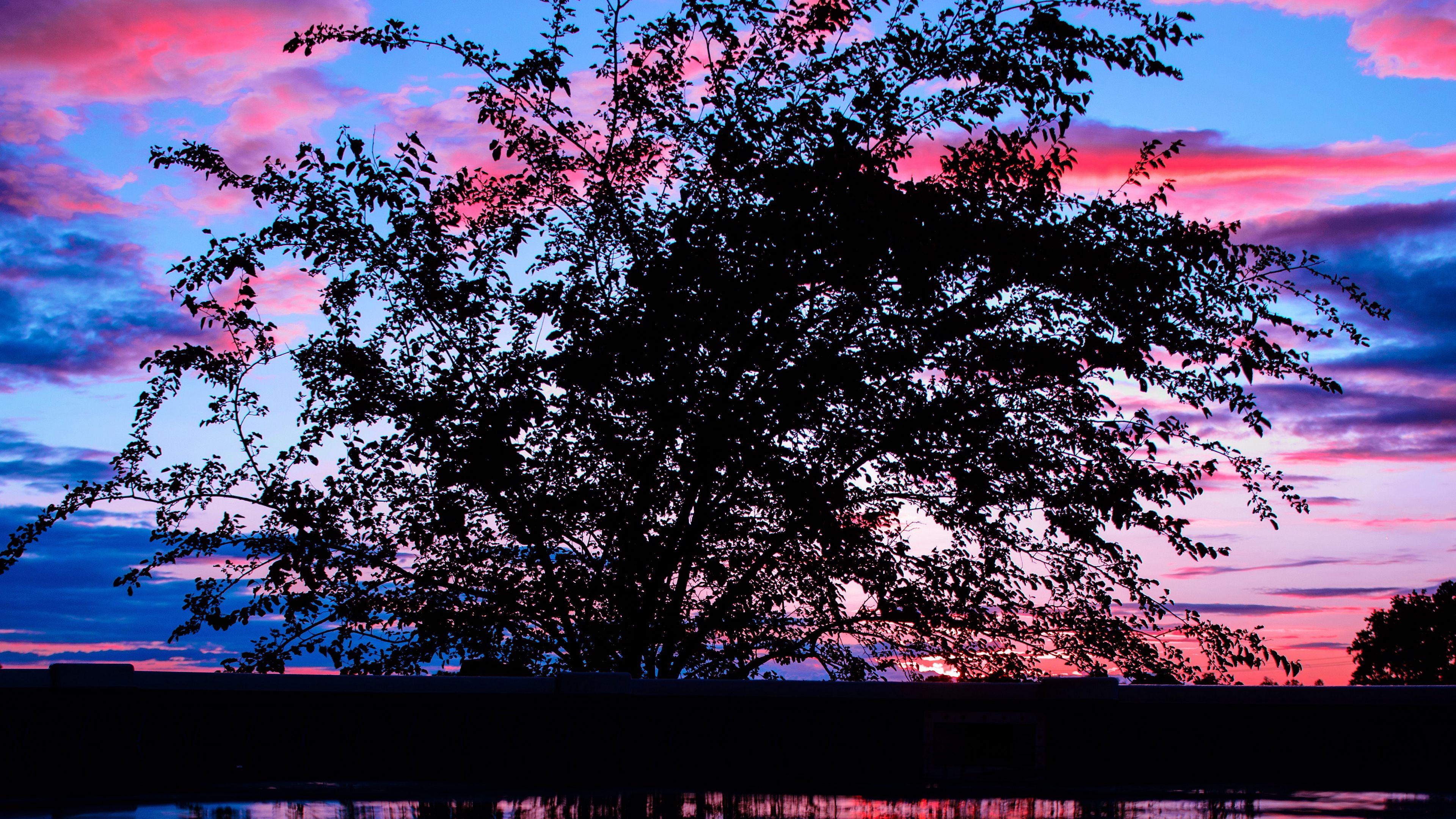 tree, sunset, branches, clouds, 4k, HD Wallpaper