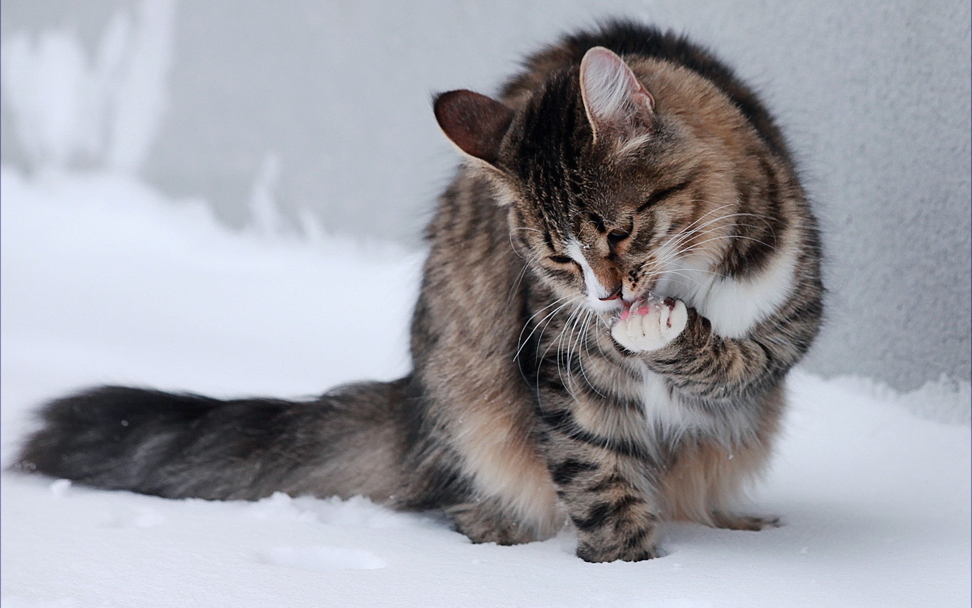 cats, snow, outdoors, animals, HD Wallpaper