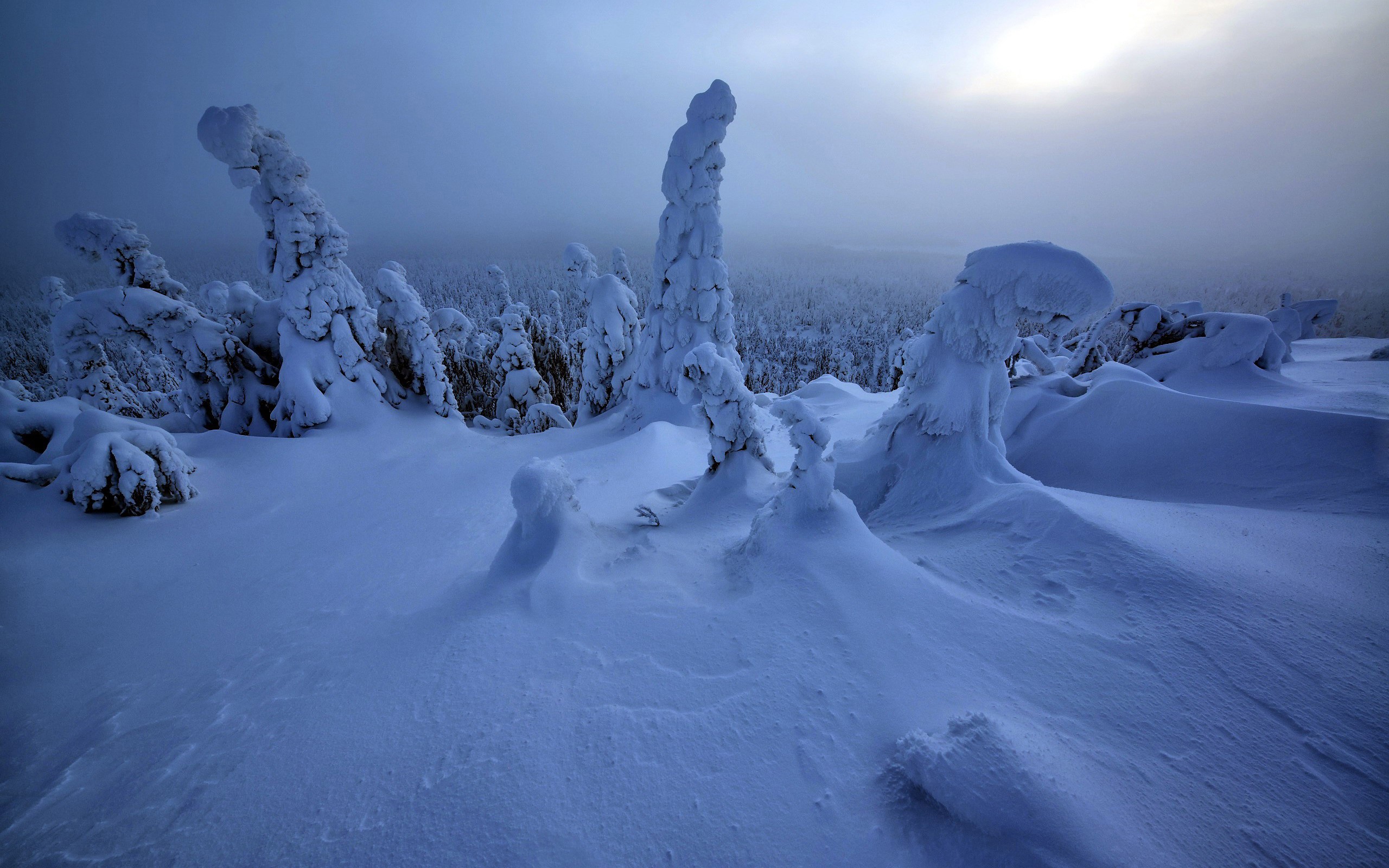 nature, winter, snow, forest, HD Wallpaper