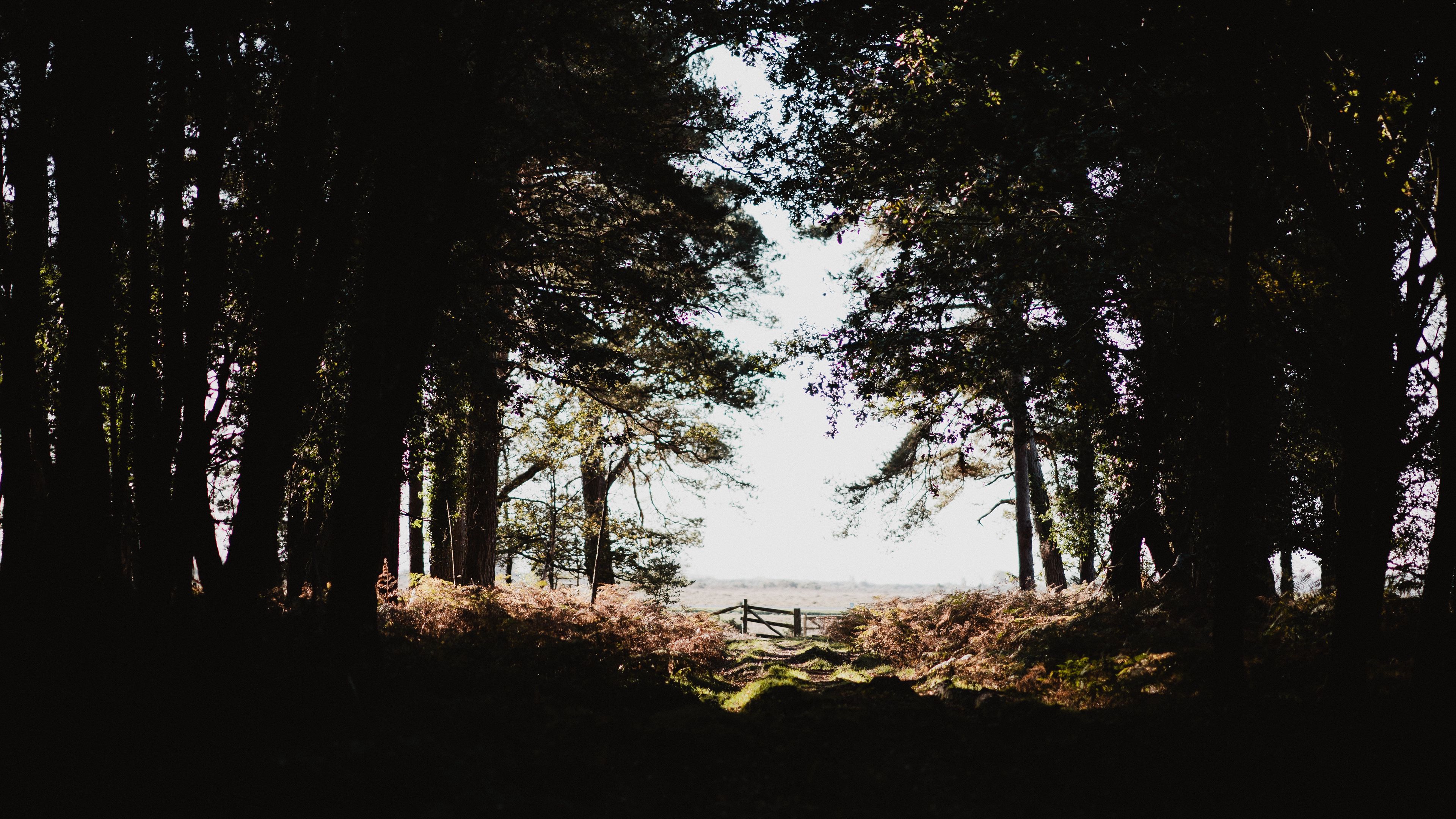 forest, trees, shadows, dark, light, branches, autumn, 4k, HD Wallpaper
