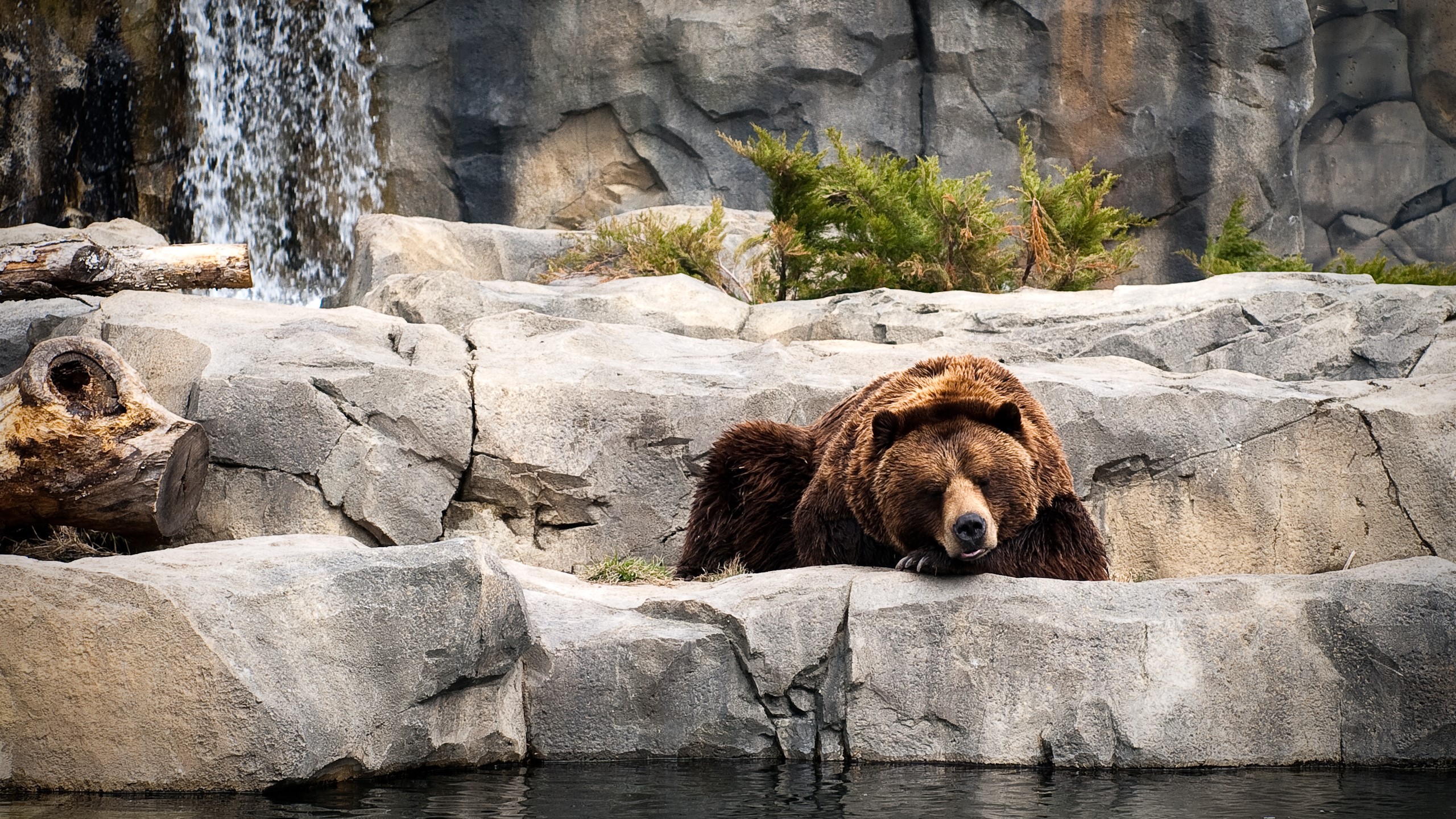 animals, bears, water, HD Wallpaper