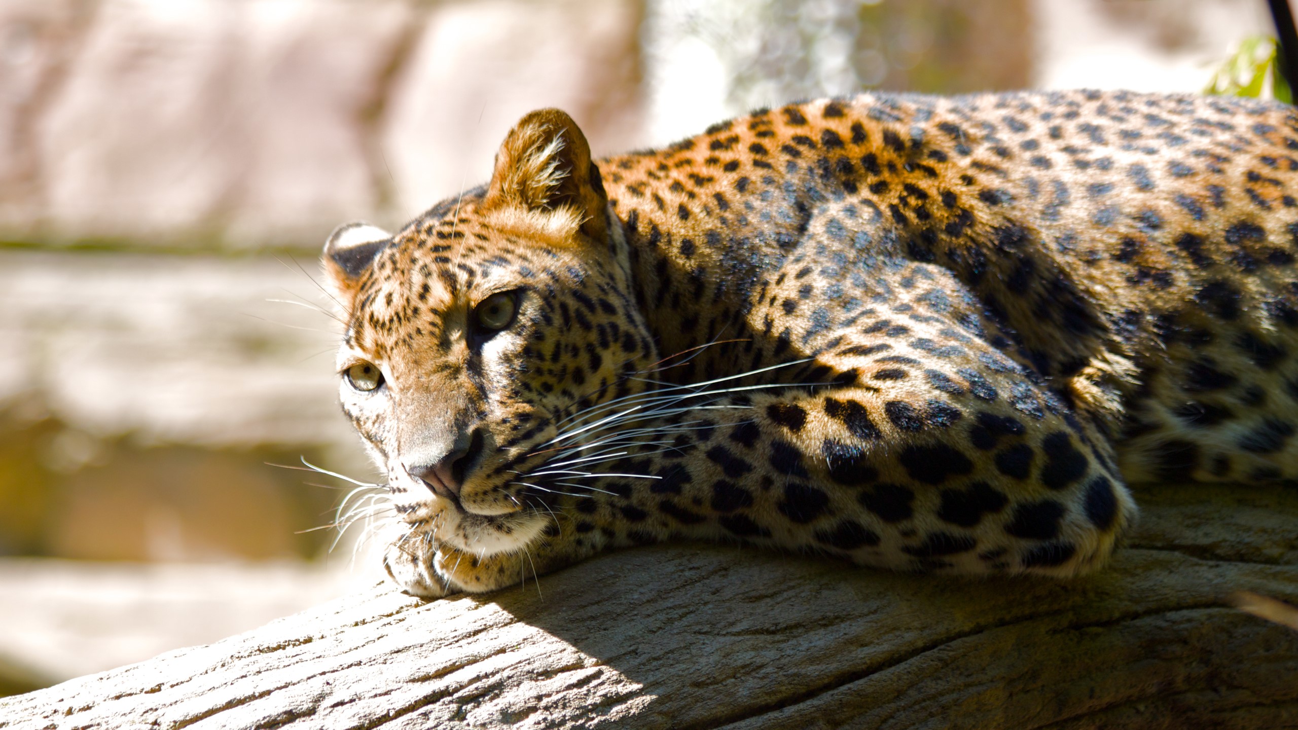 nature, big cats, Gepard (Animal), animals, HD Wallpaper