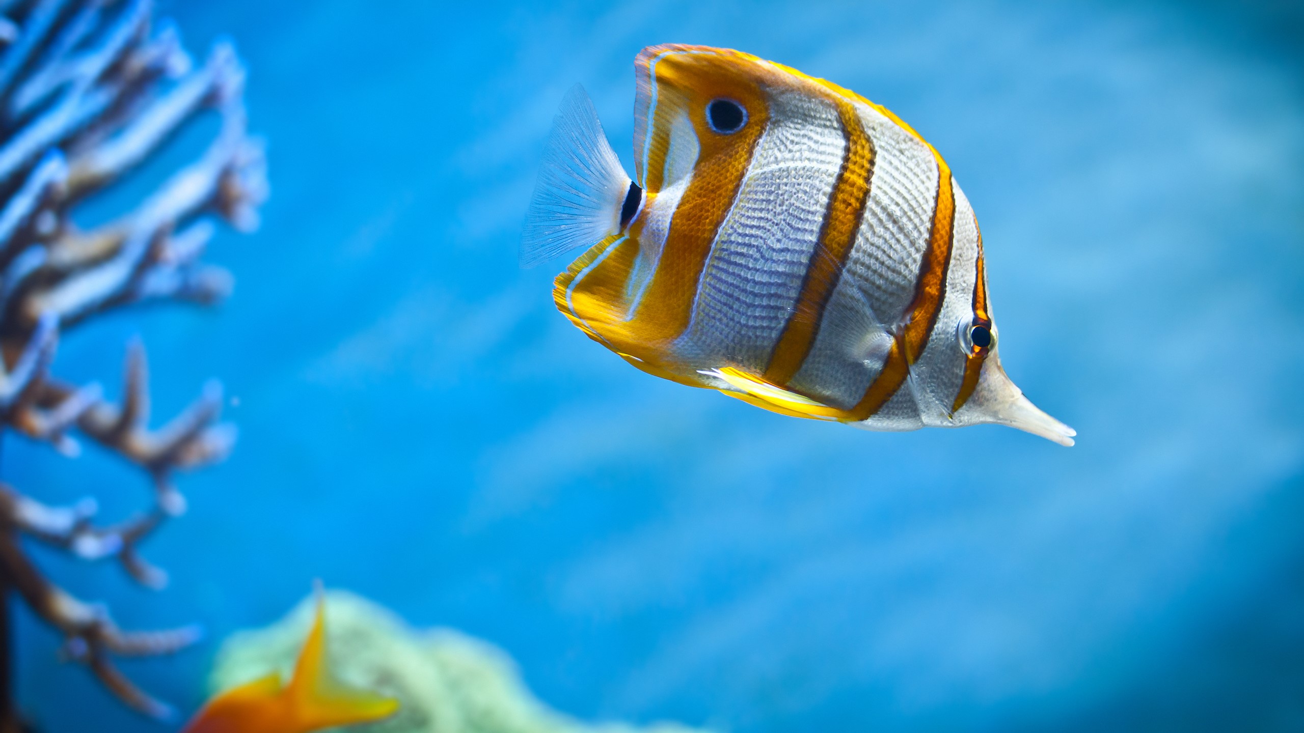 nature, fish, animals, underwater, cyan, macro, HD Wallpaper