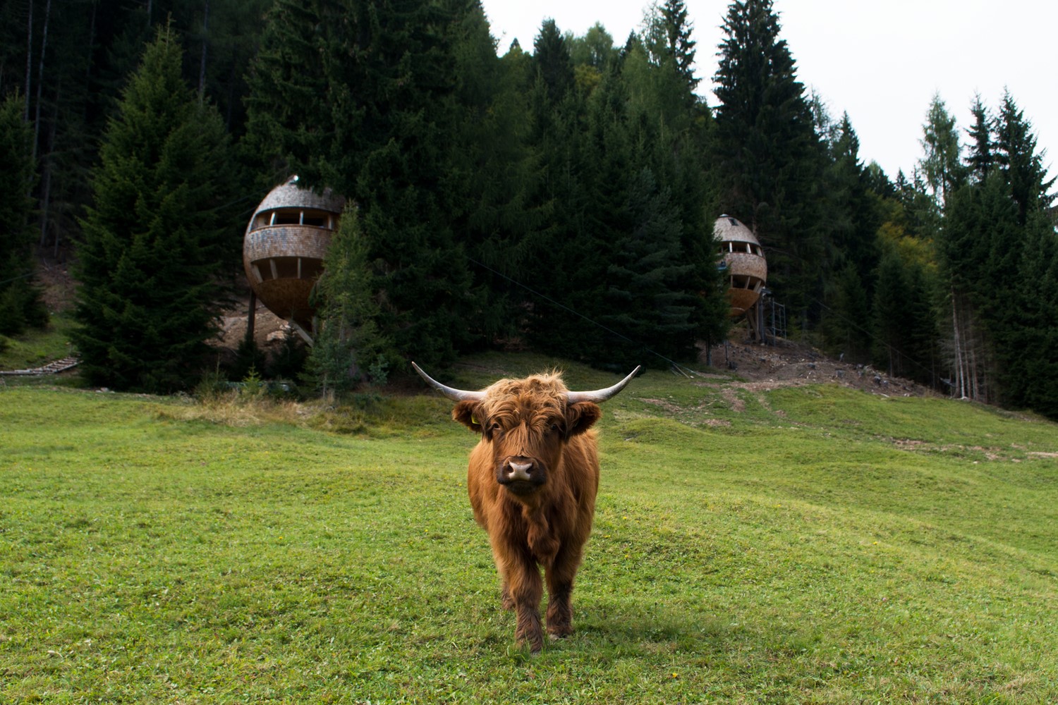 animals, nature, cow, HD Wallpaper