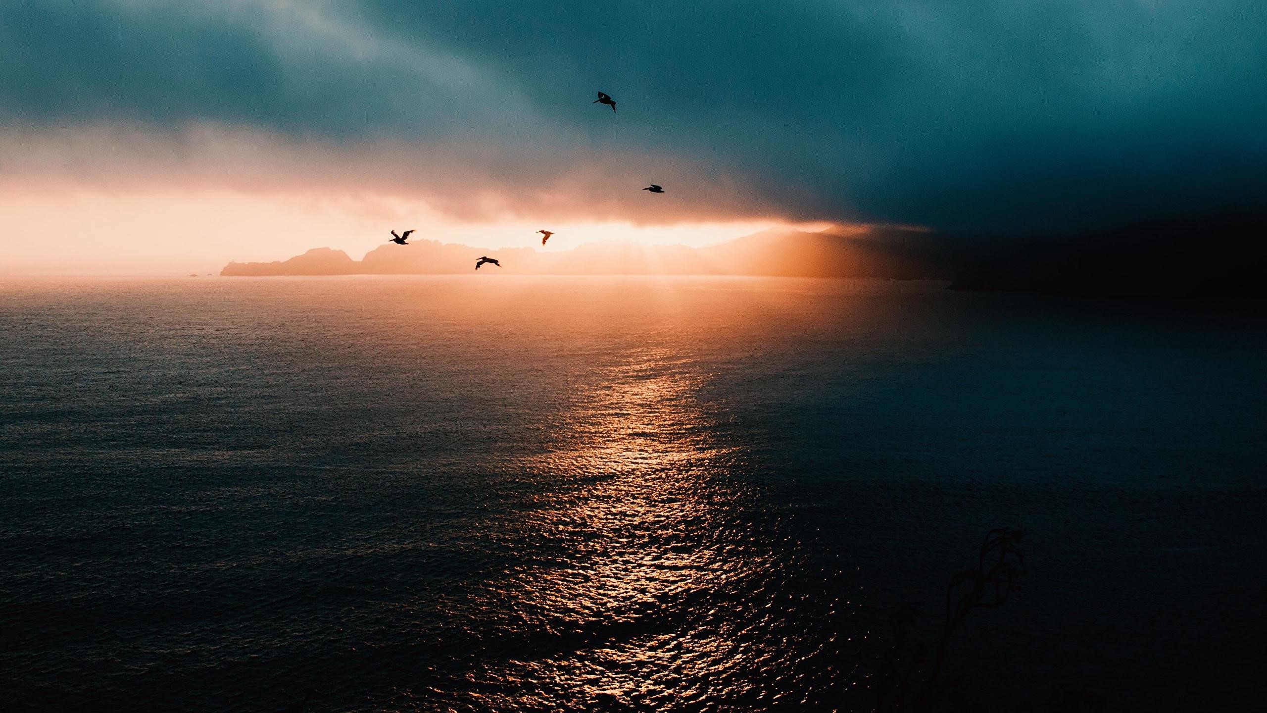 landscape, nature, birds, sea, clouds, sunlight, HD Wallpaper
