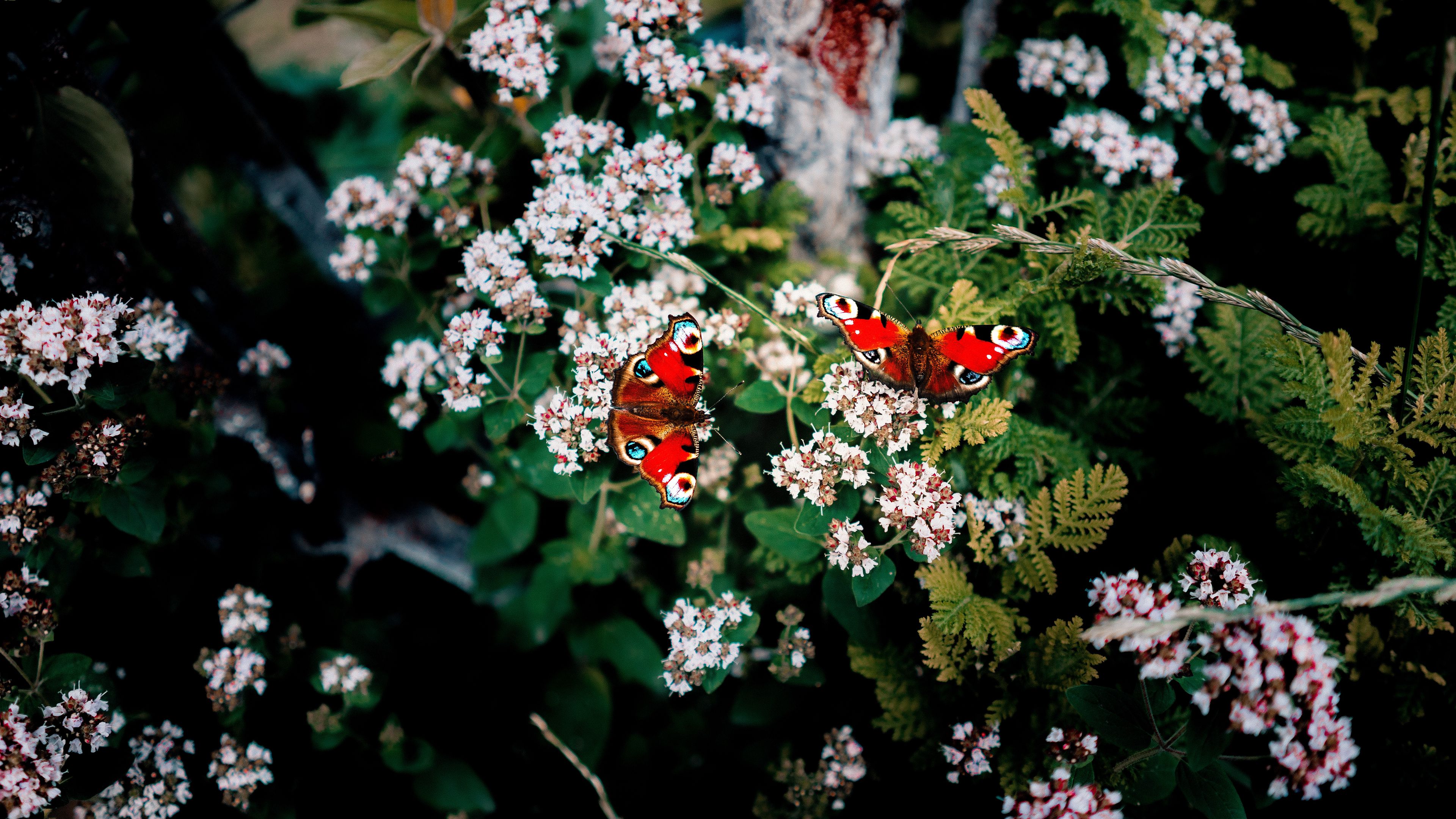 butterflies, flowers, patterns, summer, blur, 4k, HD Wallpaper