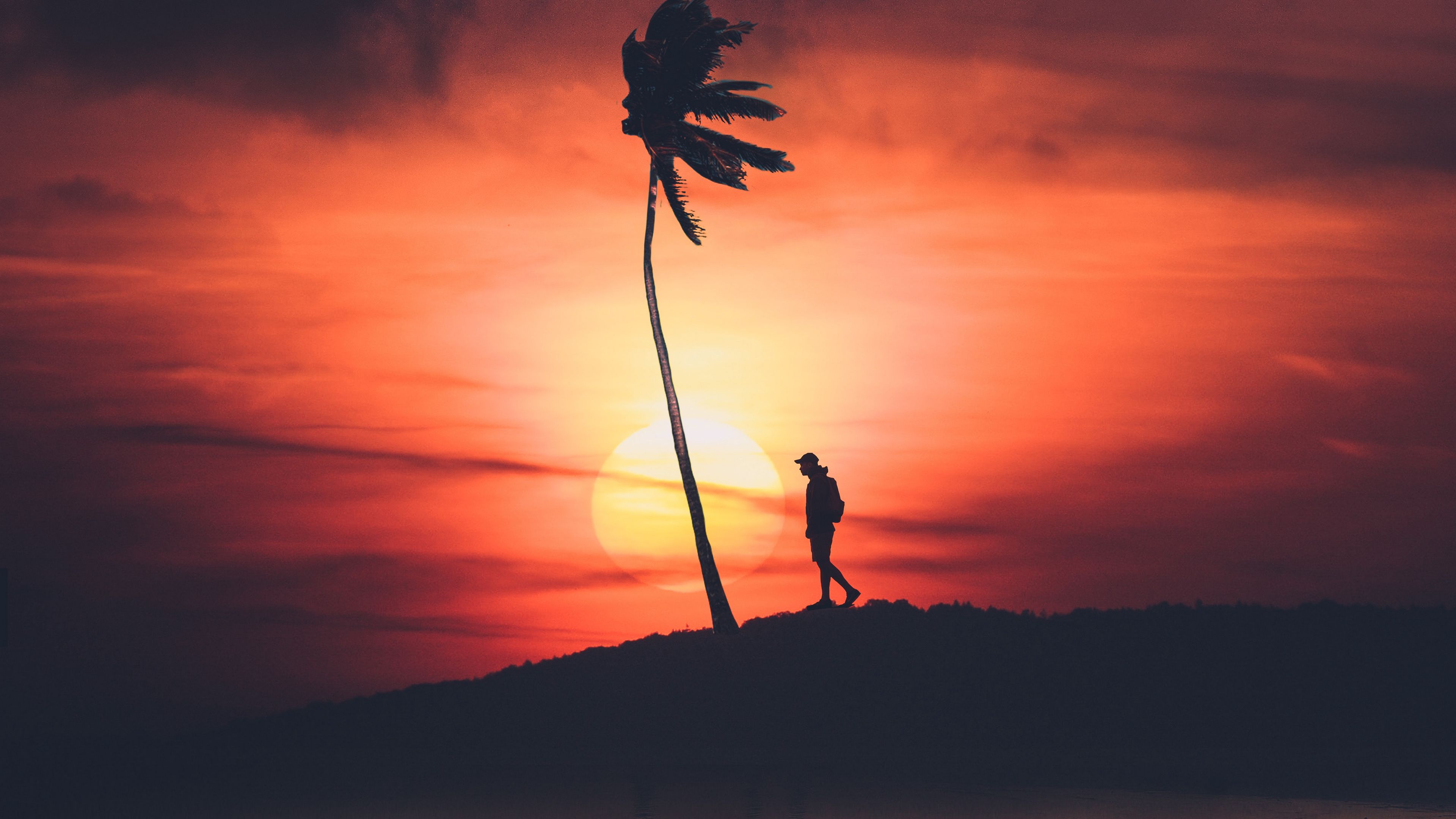 palm, silhouette, sunset, night, loneliness, solitude, 4k, HD Wallpaper