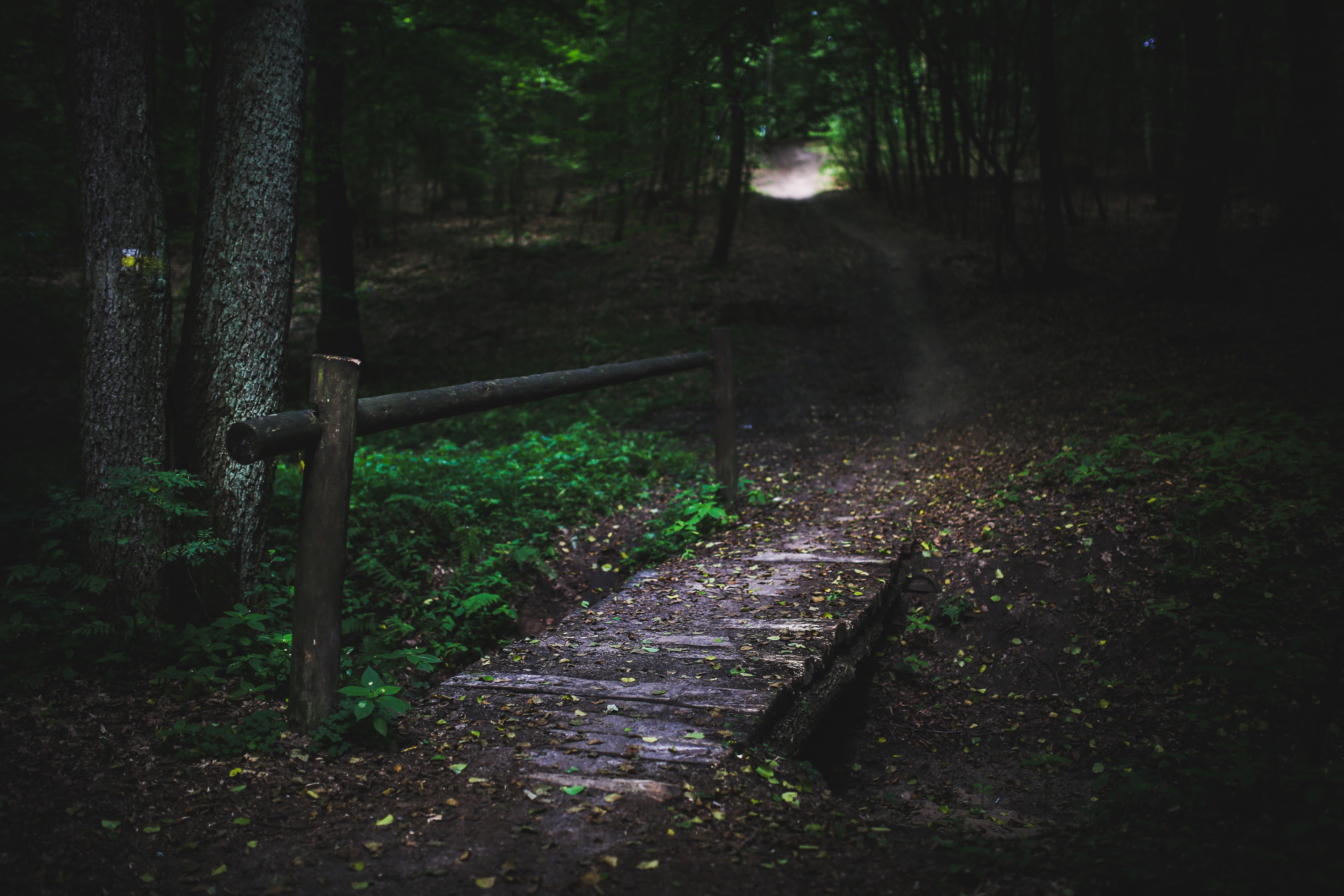 nature, wood bridge, forest, HD Wallpaper