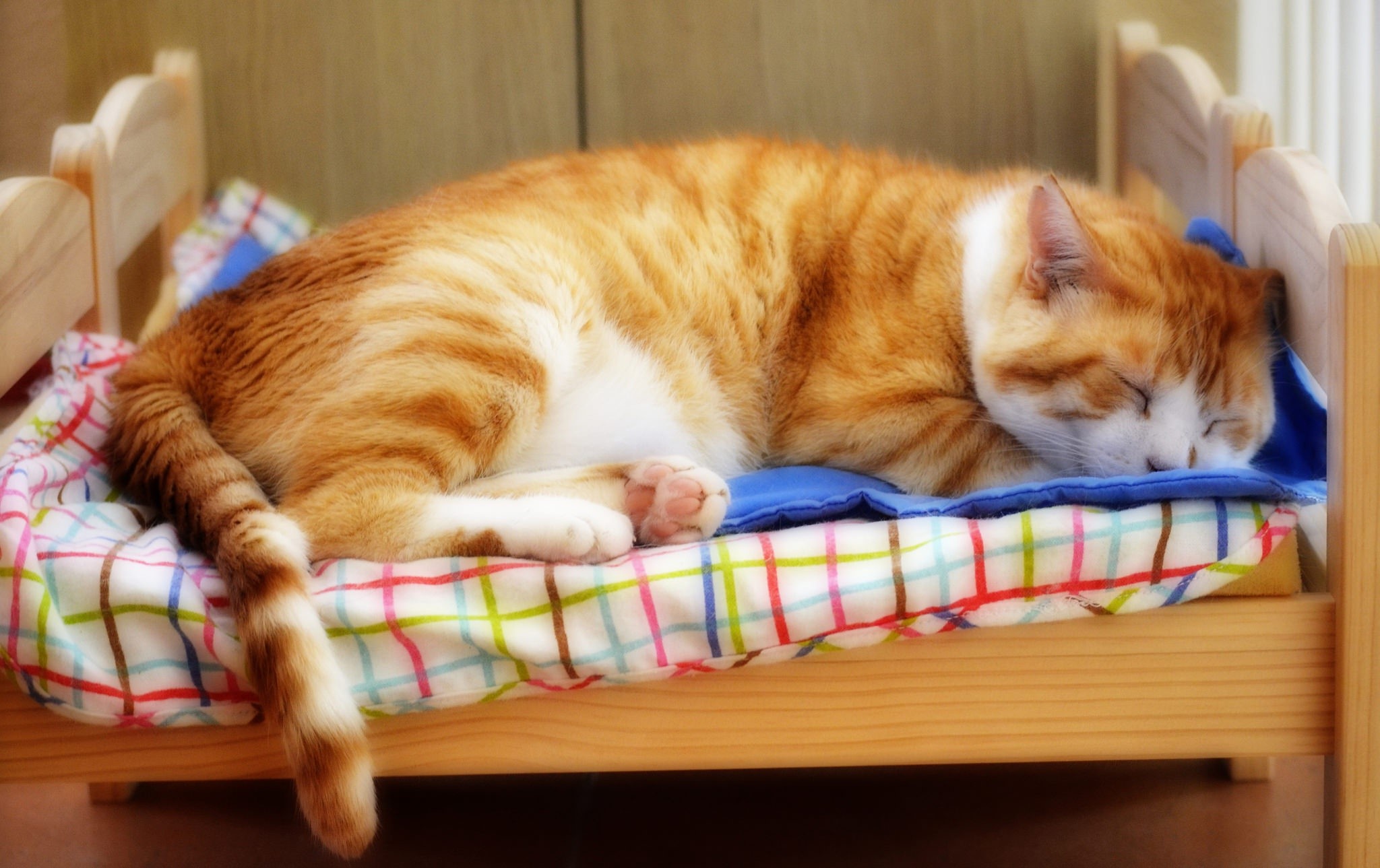 animals, bed, cats, sleeping, HD Wallpaper