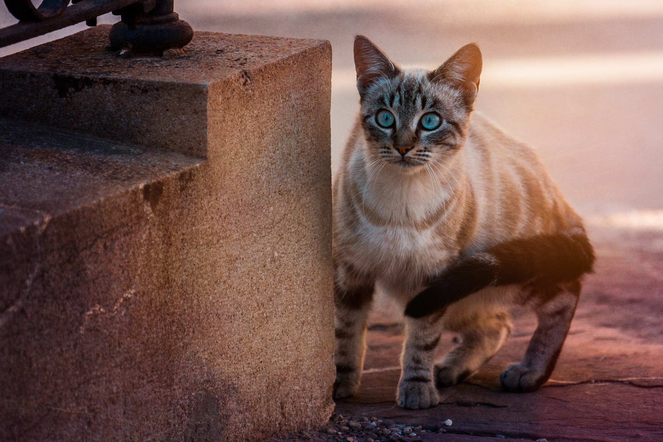 animals, cats, feline, blue eyes, cat eyes, HD Wallpaper