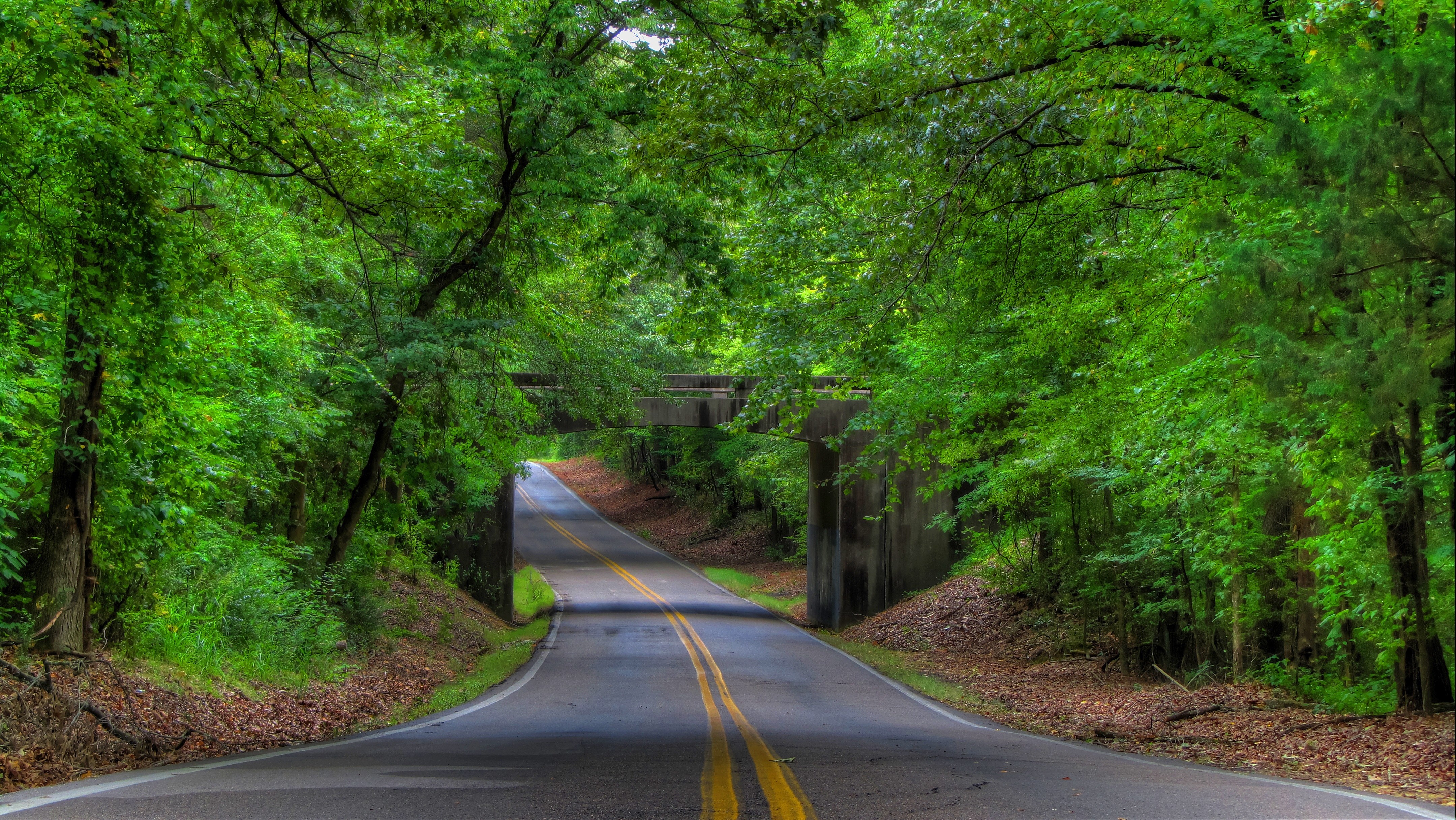 road, trees, plants, outdoors, HD Wallpaper