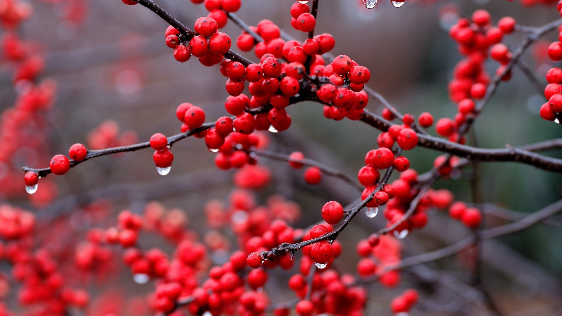 nature, plants, rowan, trees, rowanberry, water drops, macro, red, HD Wallpaper