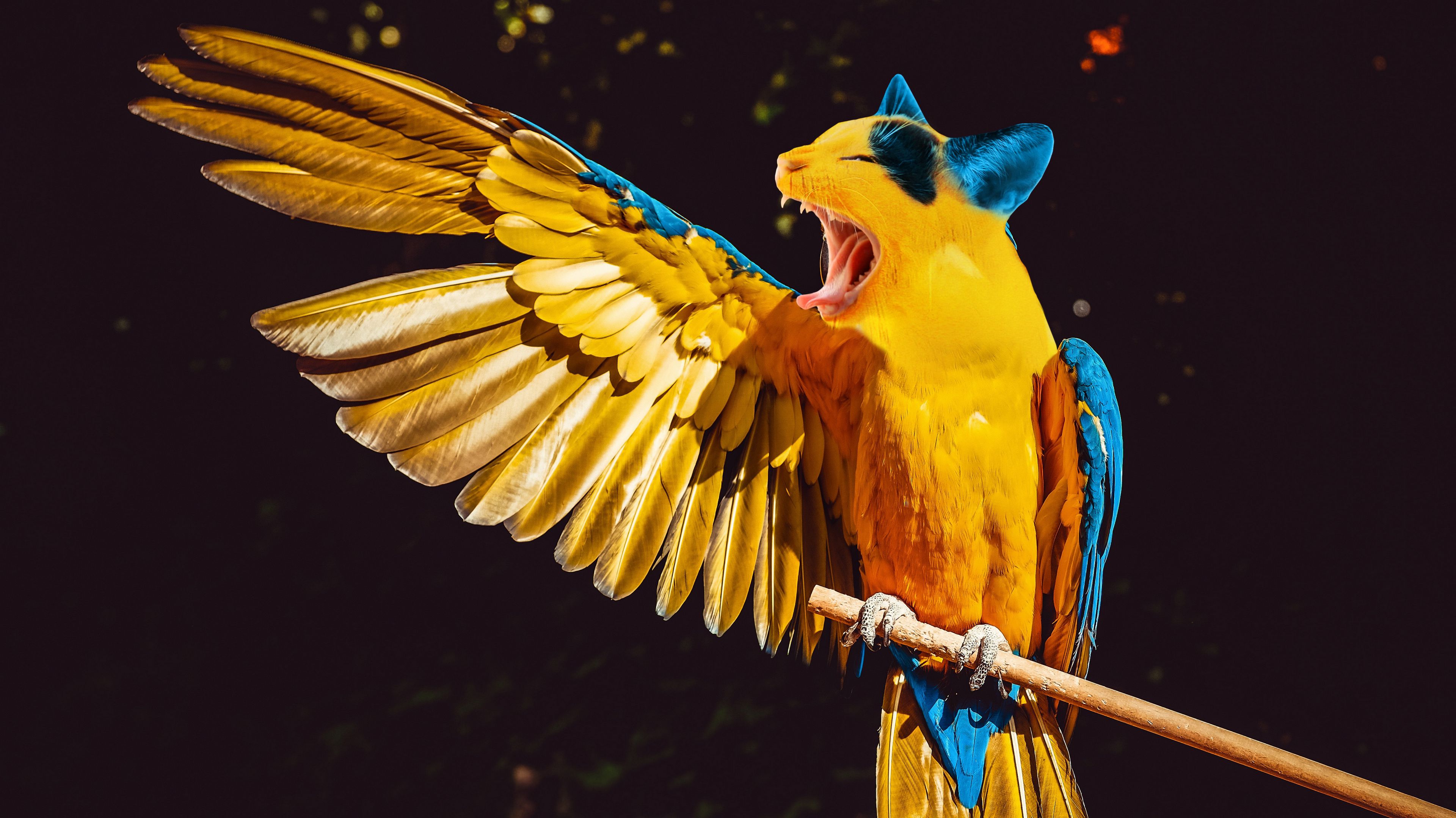 parrot, cat, photoshop, humor, funny, 4k, HD Wallpaper
