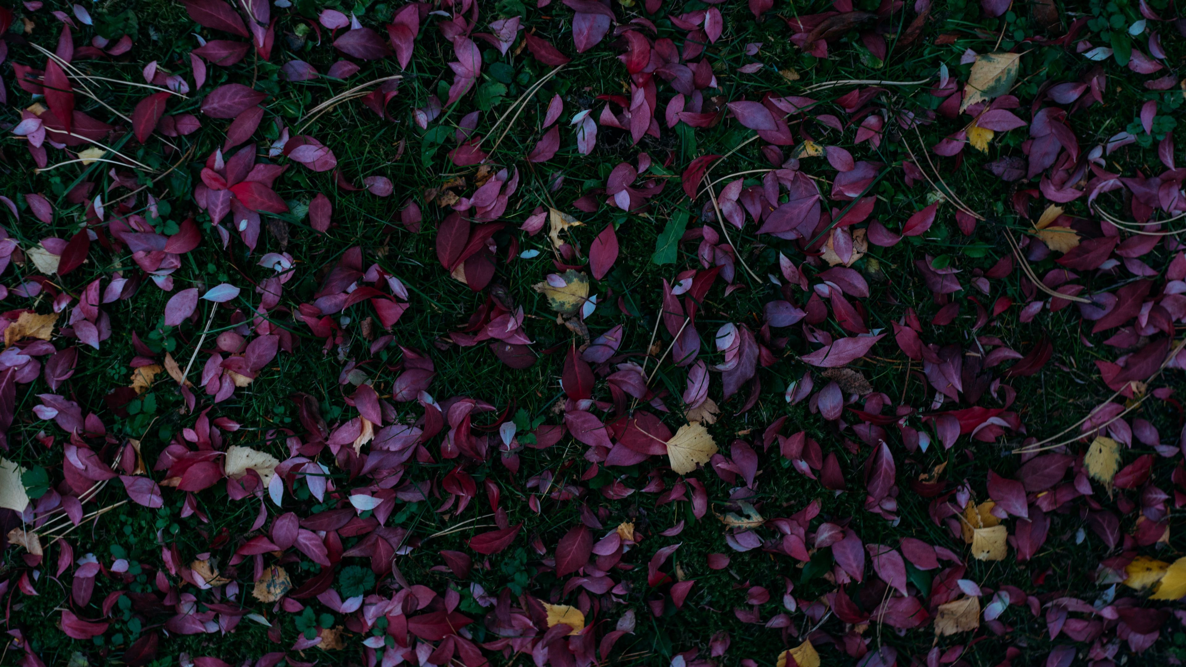 leaves, autumn, grass, fallen, autumn colors, 4k, HD Wallpaper