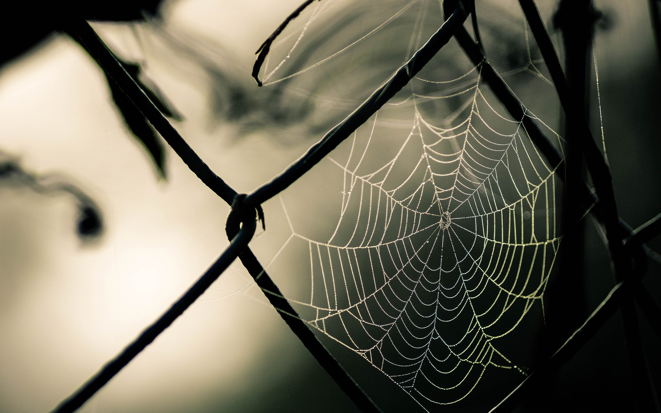 nature, macro, spiderwebs, fence, HD Wallpaper