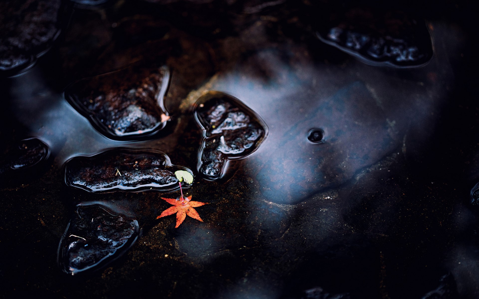 nature, fallen leaves, dark, water, wet, rocks, leaves, HD Wallpaper