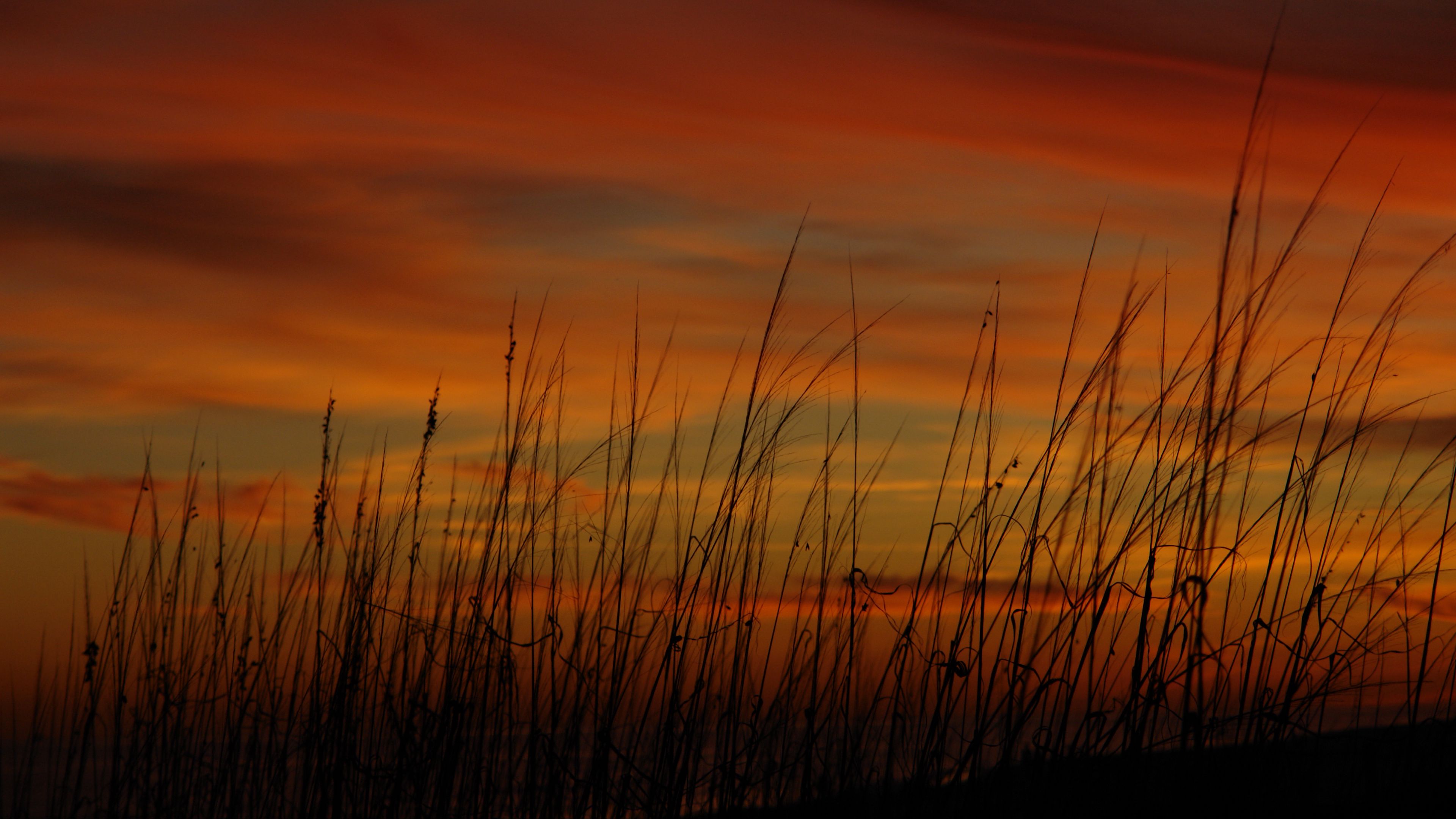 grass, sunset, sky, sea oats, 4k, HD Wallpaper