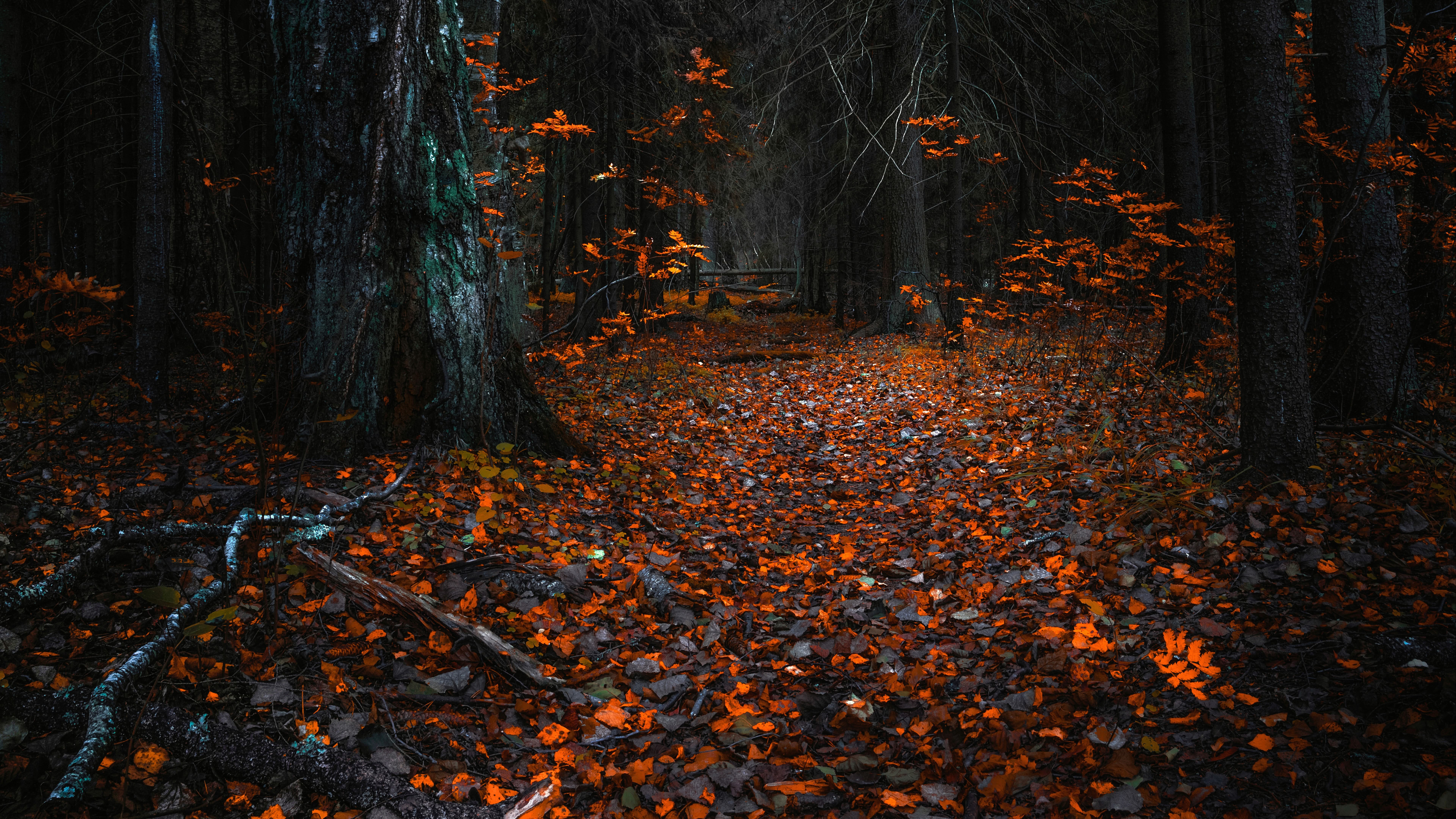 forest, leaves, trees, HD Wallpaper