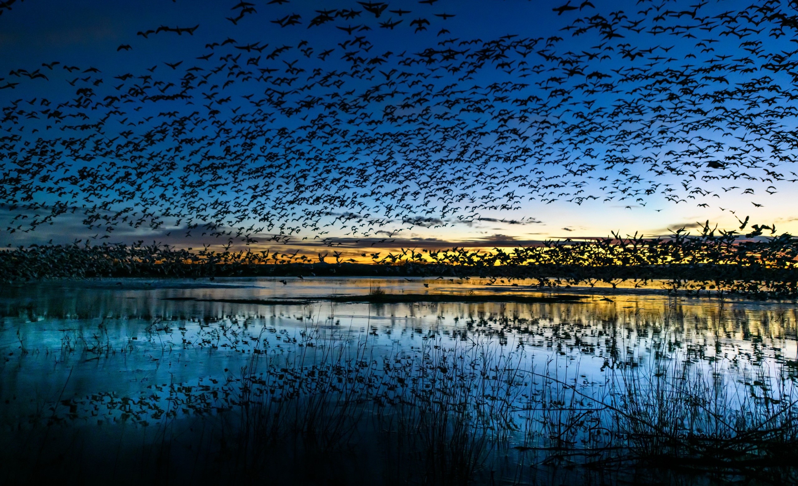 nature, dark, water, birds, animals, HD Wallpaper
